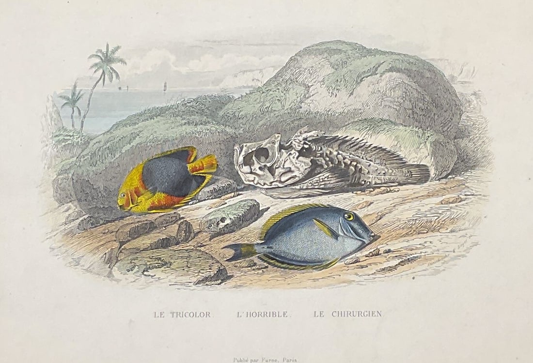 Antique Travies Beyer Fish Color Engraving: Antique mounted hand colored engraving. After Edouard Travies and engraved by Annedouche & Beyer. Le Tricolor, L Horrible, Le Chirurgien. The tricolor rock beauty fish, the horrid stonefish, the surge