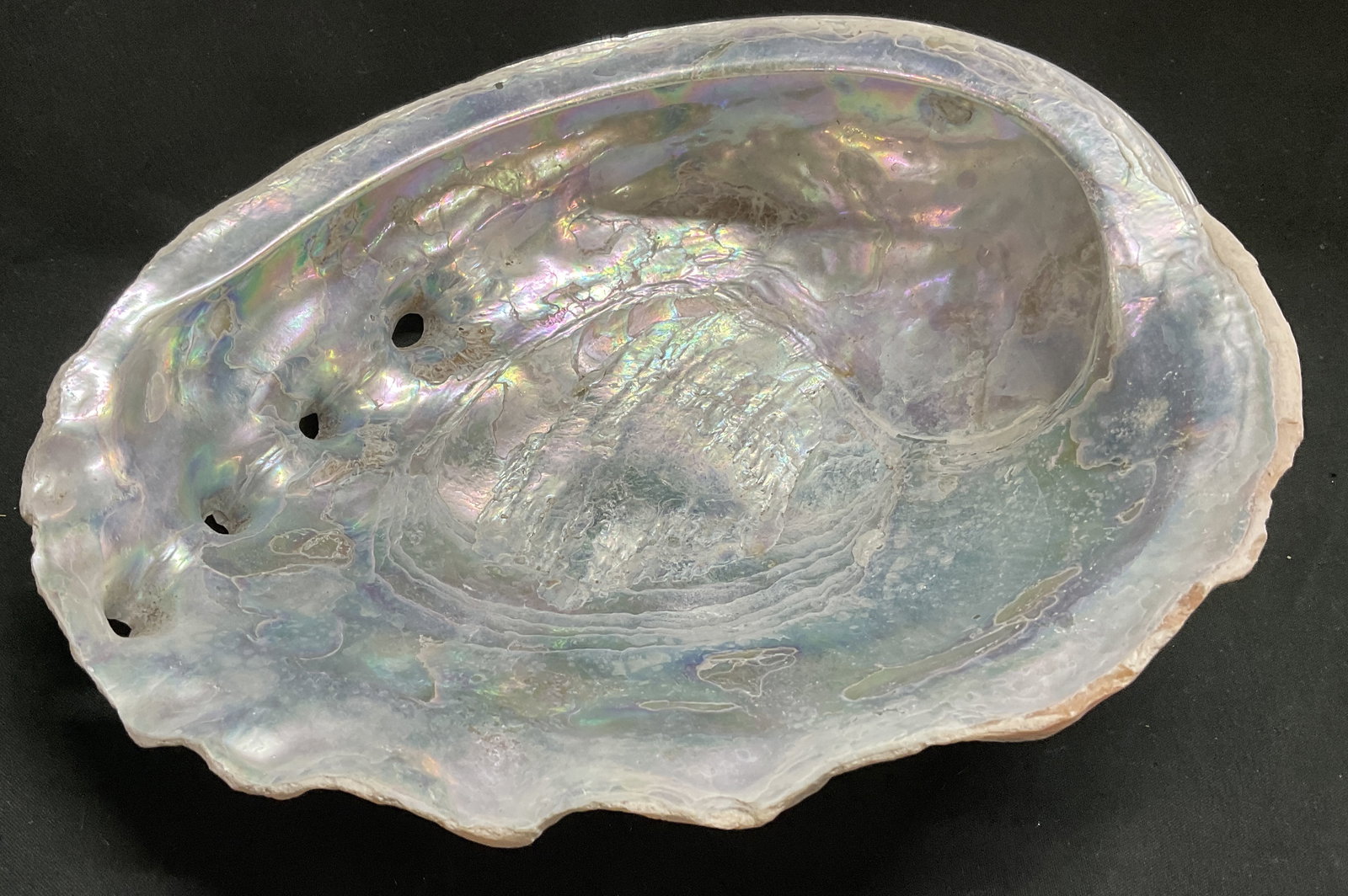Iridescent Red Abalone Shell (1 of 9)