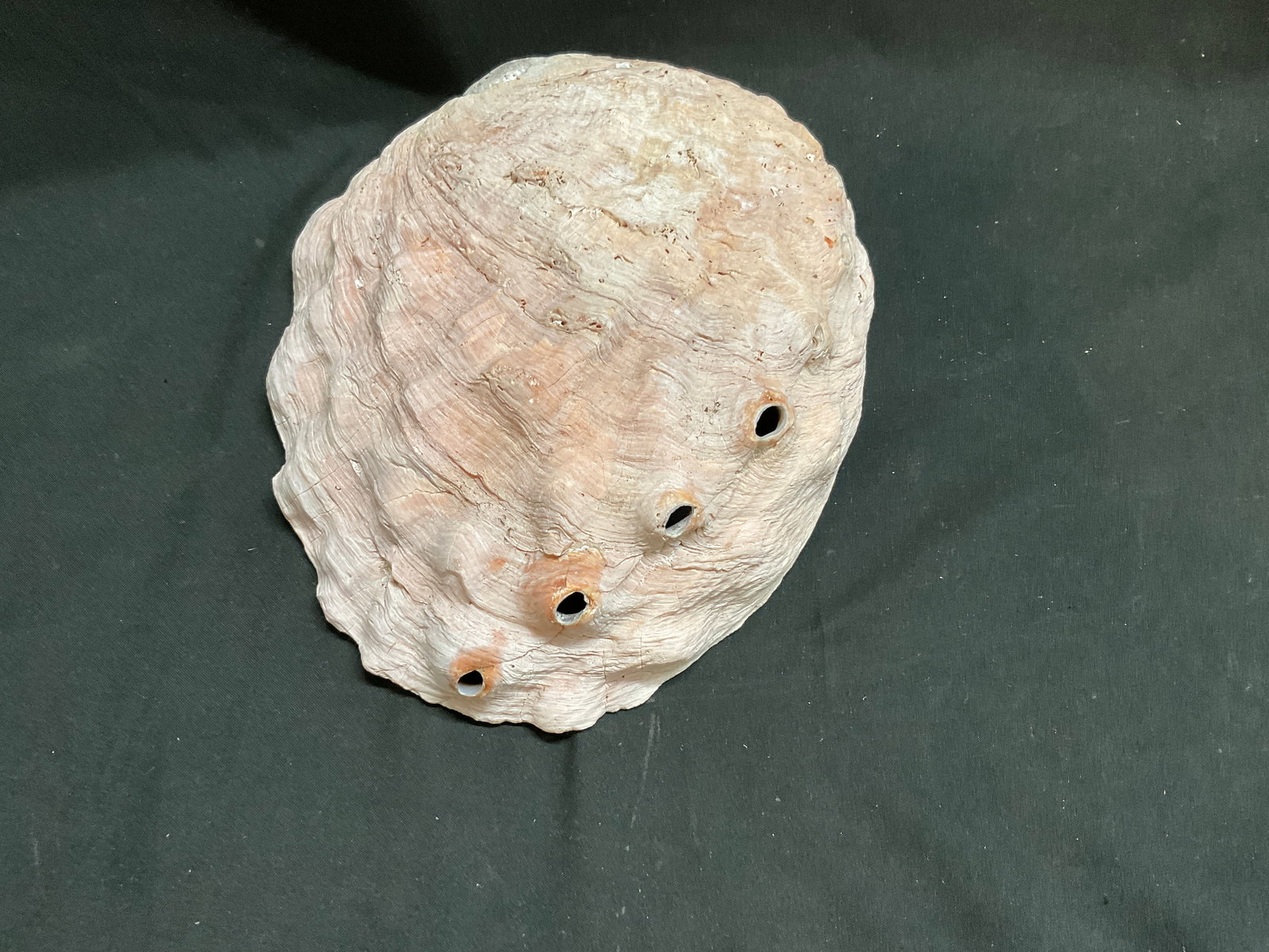 Iridescent Red Abalone Shell - 7