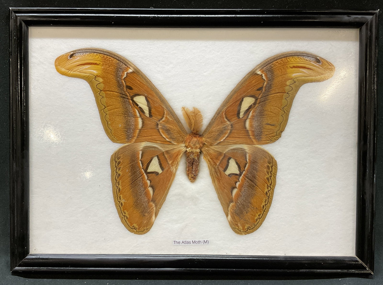 Framed Taxidermy Atlas Moth Specimen (1 of 8)