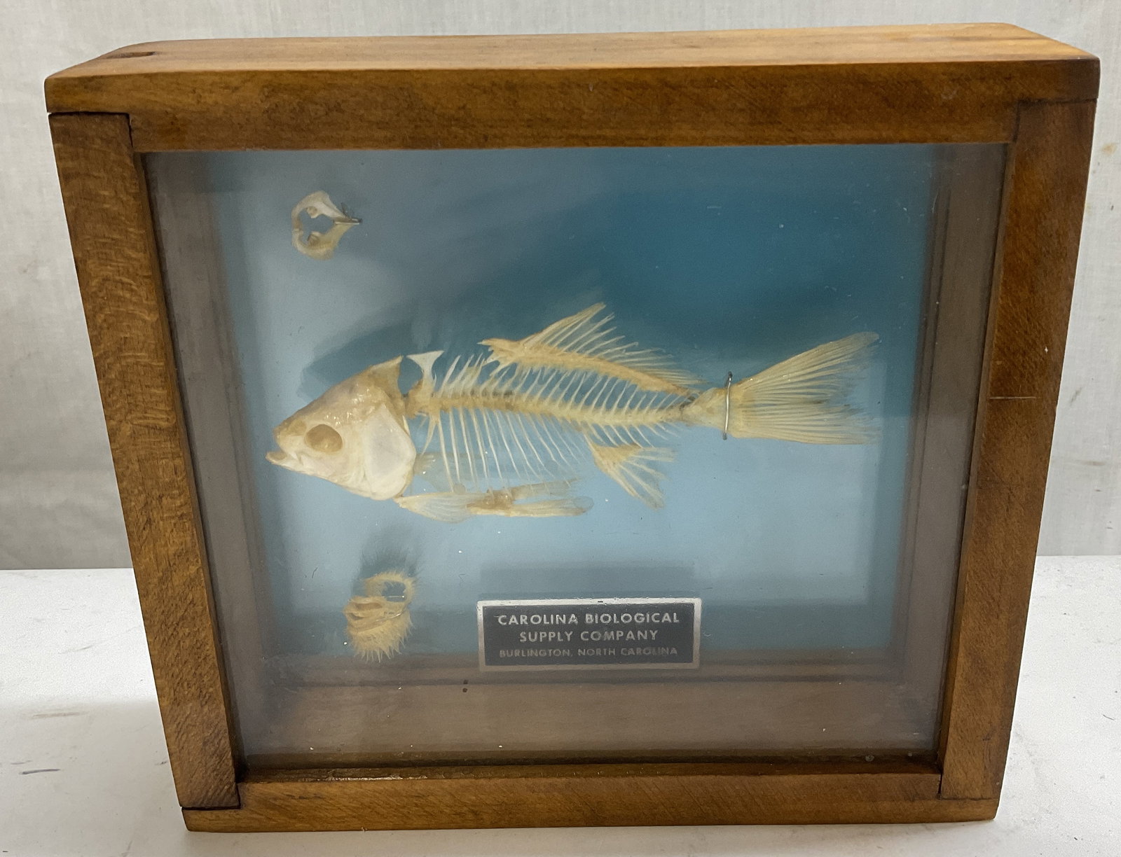 Carolina Biological Supply Company Fish Skeleton (1 of 7)