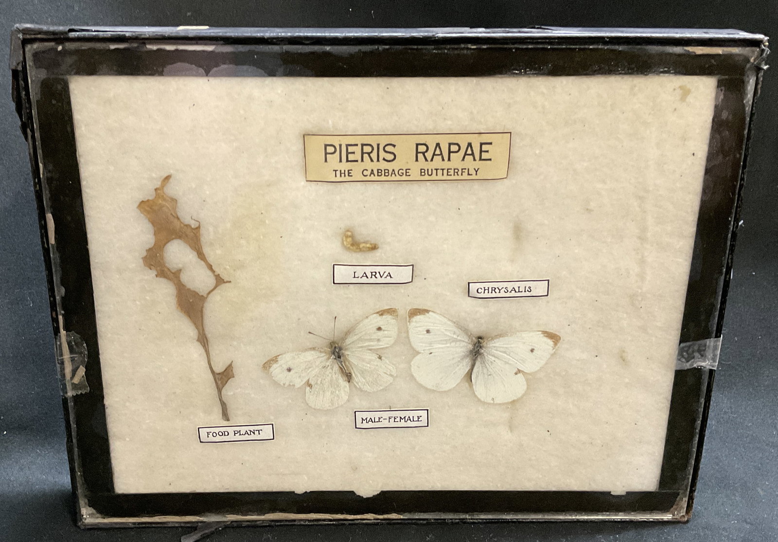 VTG Turtox Products Framed Cabbage Butterfly (1 of 6)