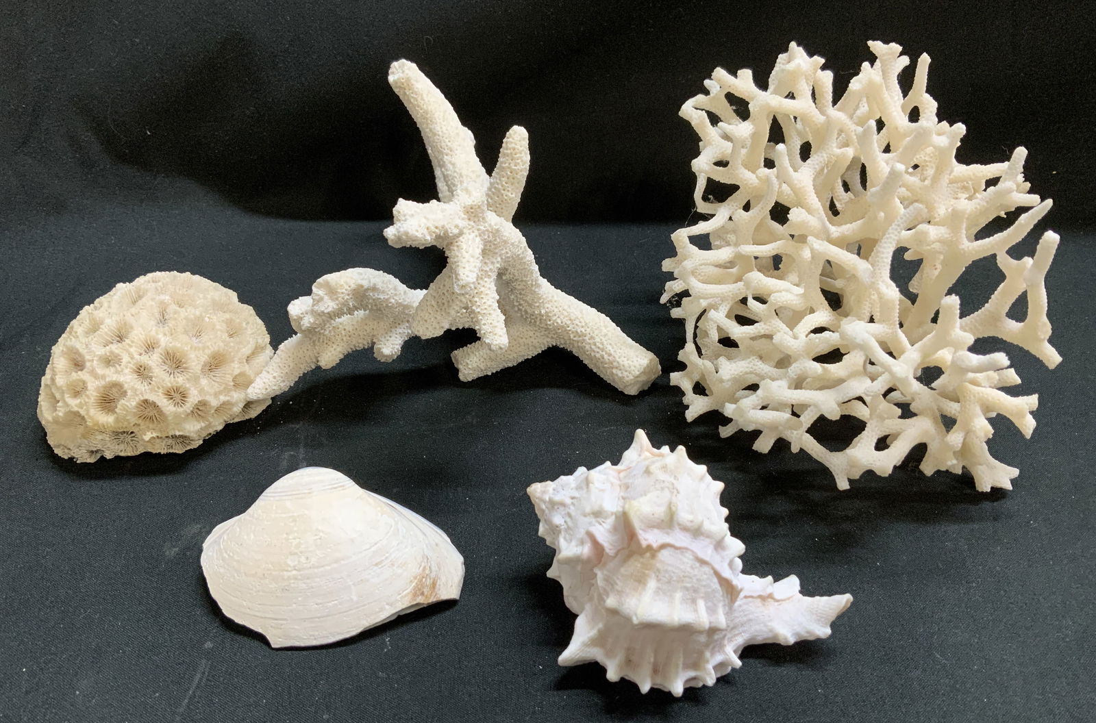 Lot 5 Natural Seashell & Coral Specimens: Lot includes, 1 birds nest coral specimen, 1 staghorn coral, 2 seashells & 1 brain coral. White toned & textured. Assorted sizes. Surface wear consistent to age, use & exposure. Measurements: length 5