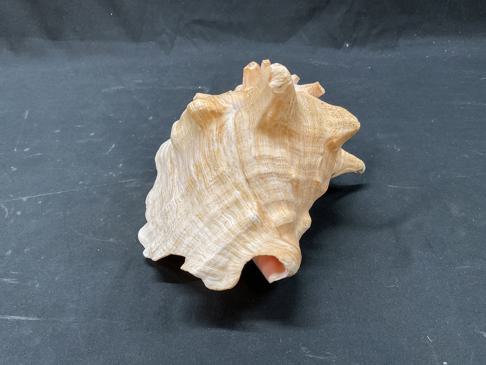Queen Conch Shell - 2