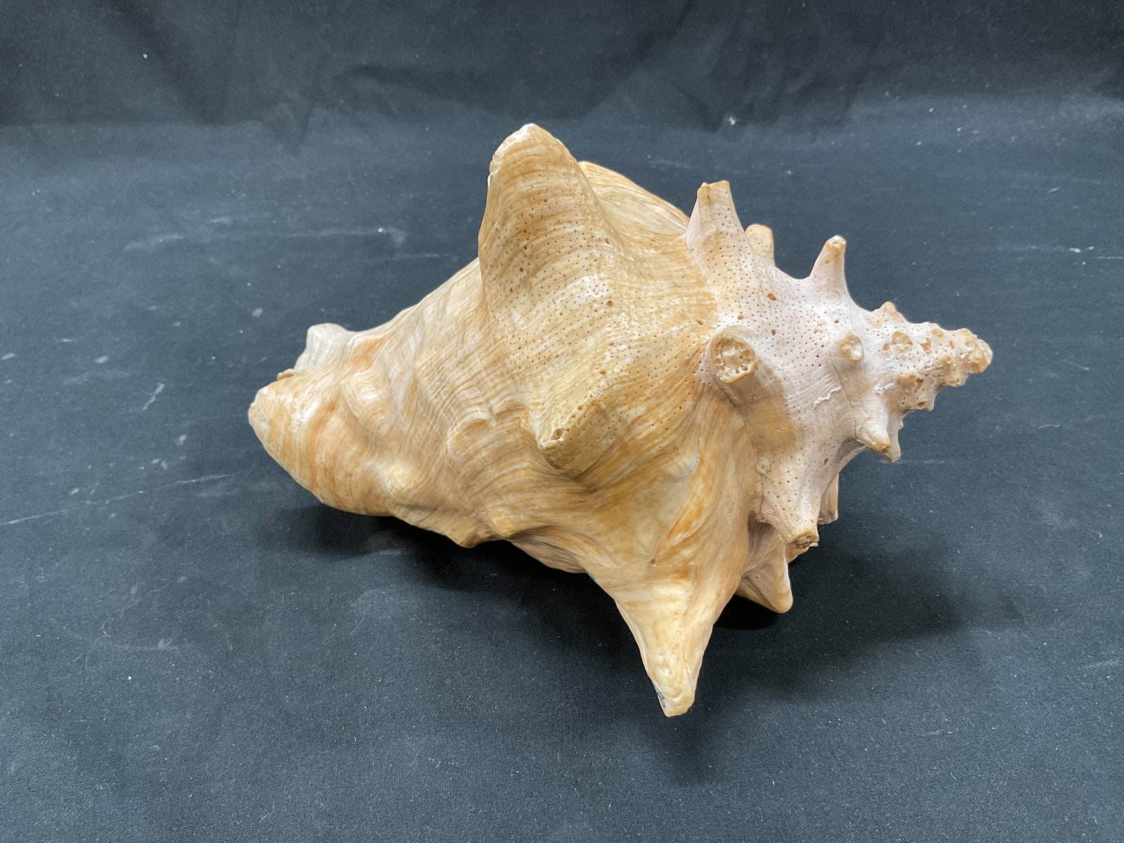 Queen Conch Shell - 3