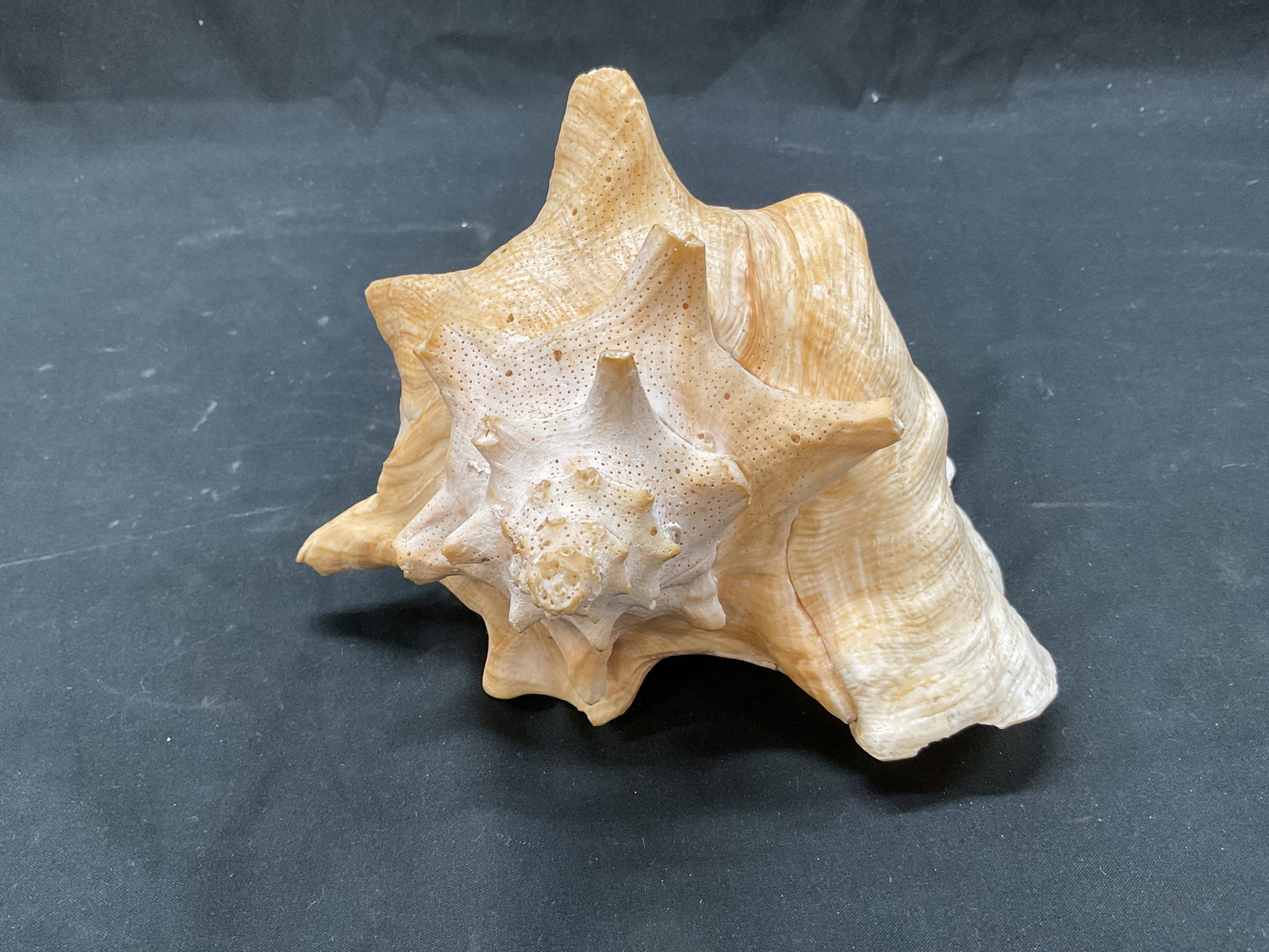 Queen Conch Shell - 4
