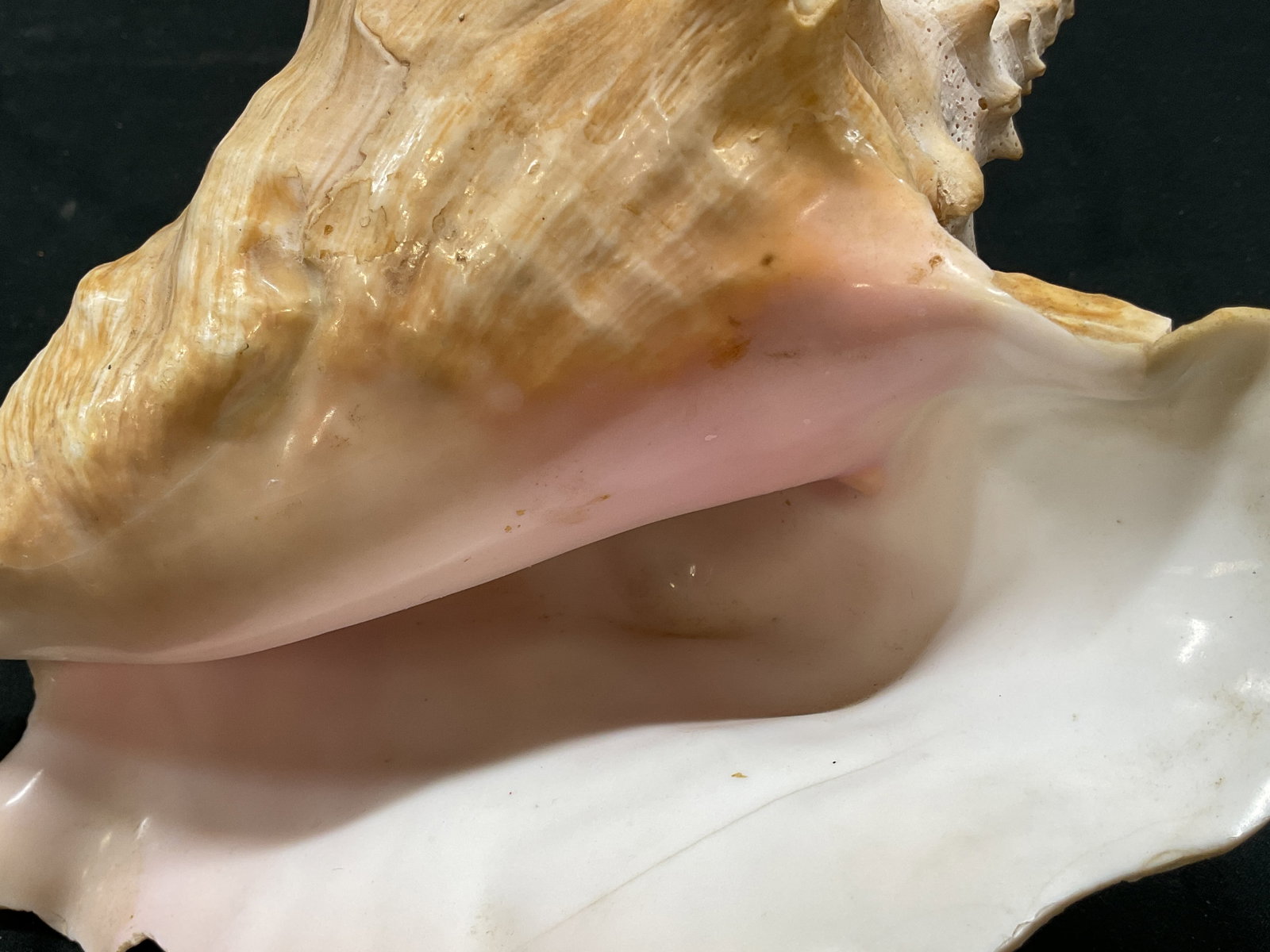 Queen Conch Shell - 7