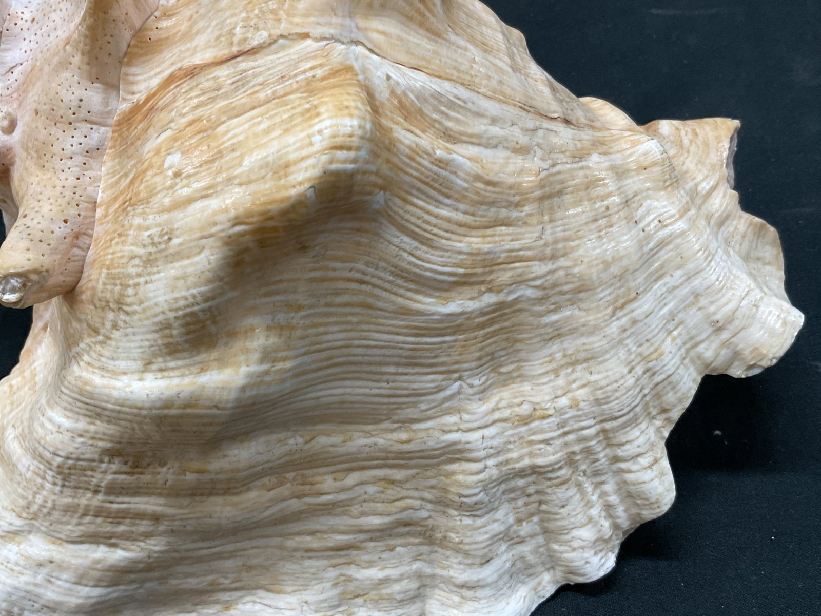 Queen Conch Shell - 9