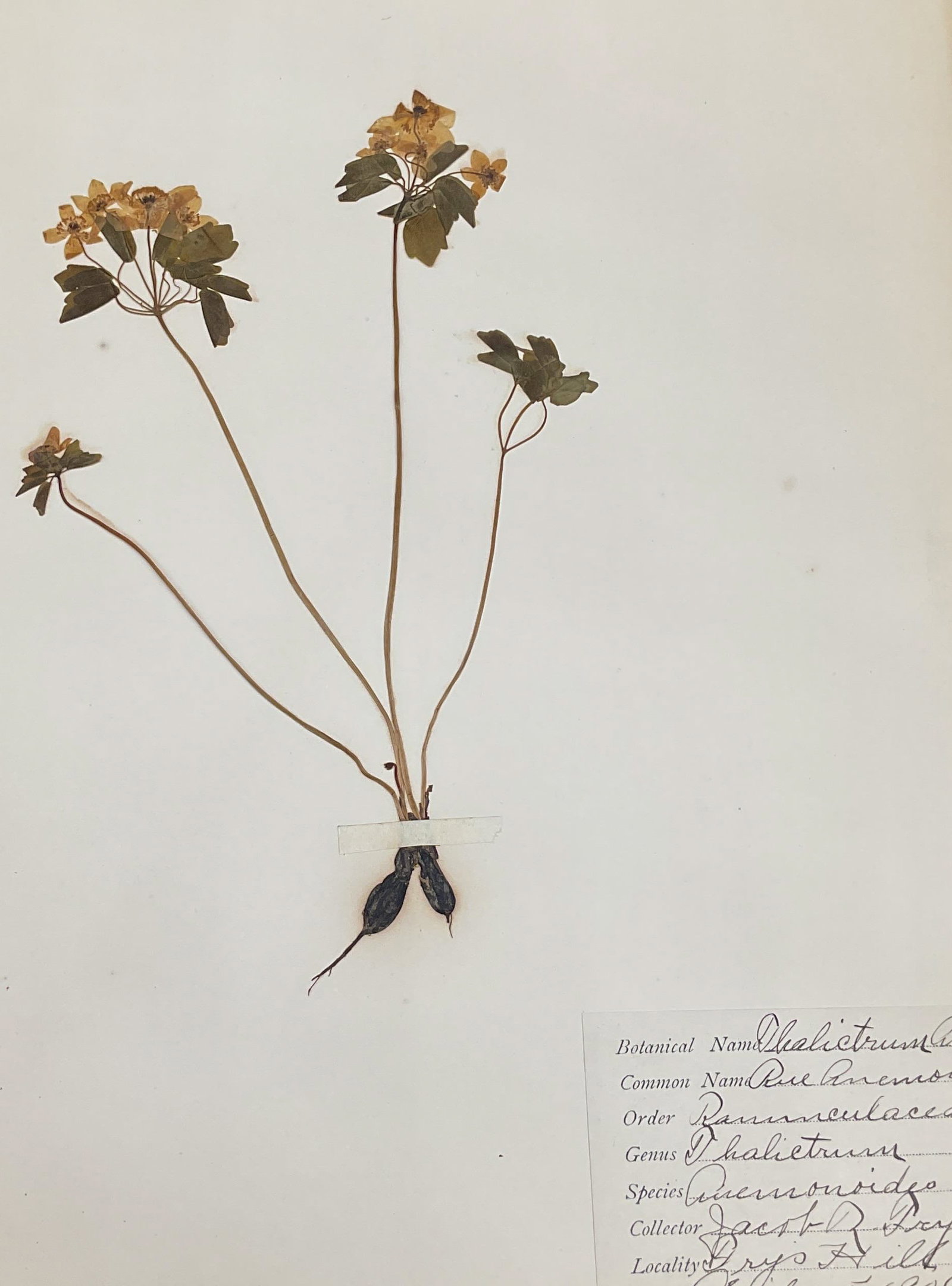 Antique 1906 Rue Anemone Botanical Specimen (1 of 7)