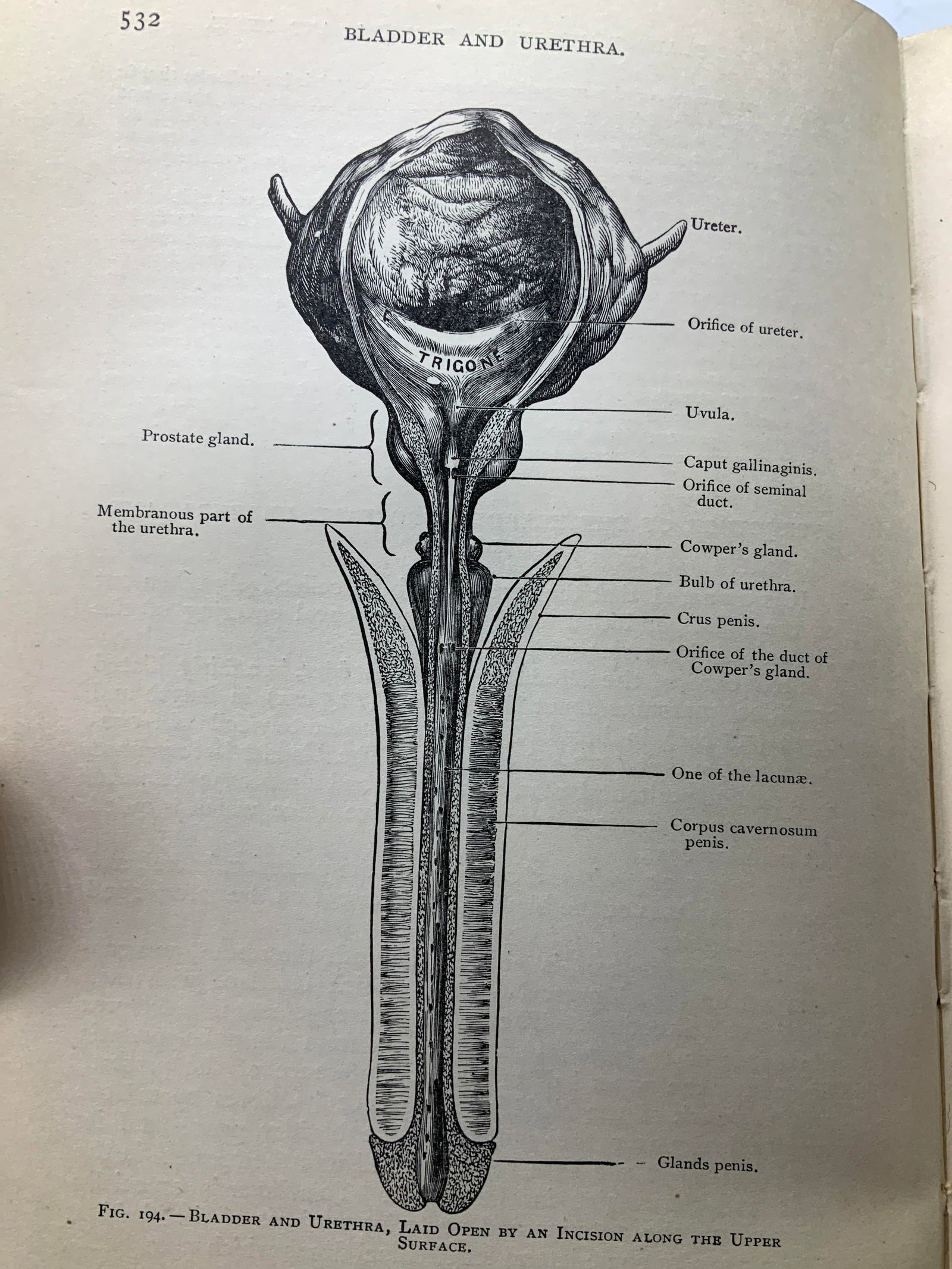 1901 Holdens Anatomy Human Body Illustr Bk LANGTON: Holdens Anatomy: A Manual of the Dissection of the Human Body. Edited by John Langton. Seventh Edition (Revised by A. Hewson, M.D.) In Two Volumes. P. Blakistons Son & Co., 1012 Walnut Street, Philade