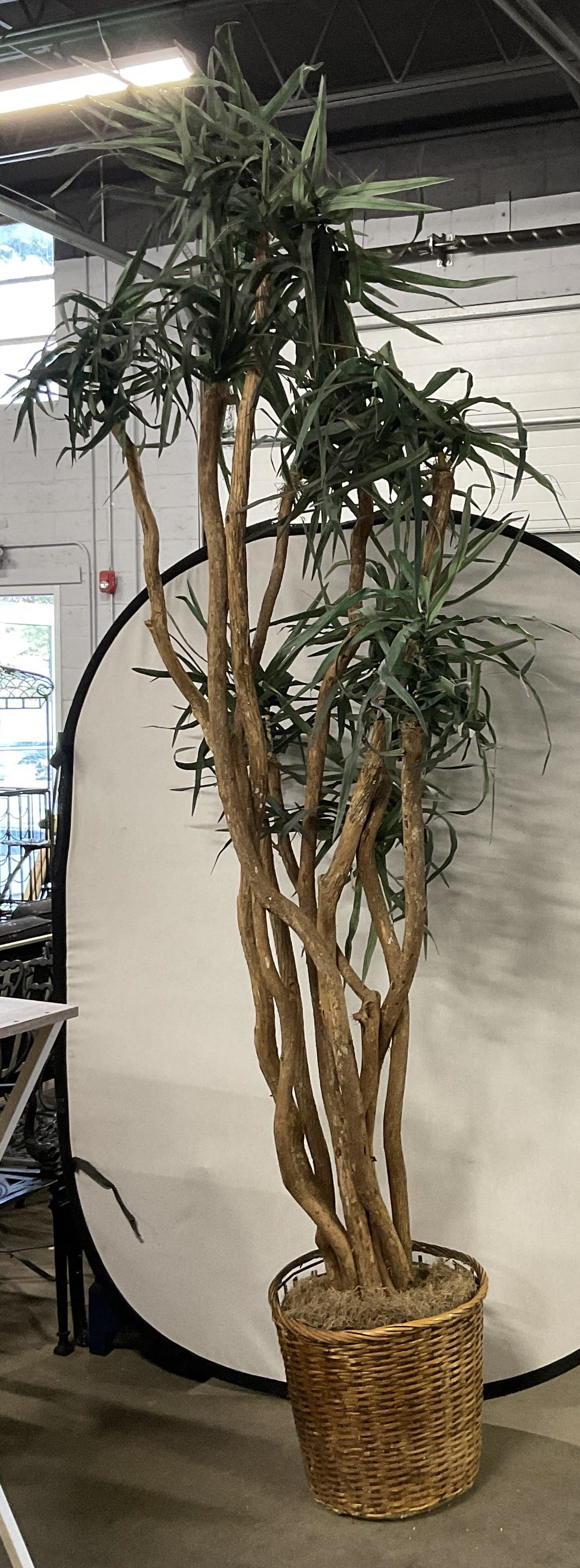 8Ft Tall Artificial Dragon Tree in Wicker Basket: Artificial Dragon Tree in Whicker Basket. Long Twisting Stems Made of Wood. Long Slender Fabric Leaves with Purple Edges. Sits in Whicker Basket with Brown Moss. Basket Needs Repair. Measures app