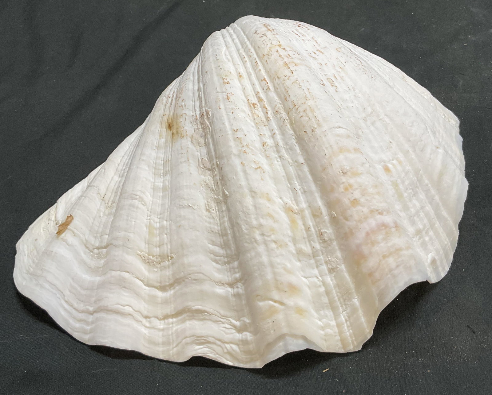 Large White Clam Shell (1 of 8)