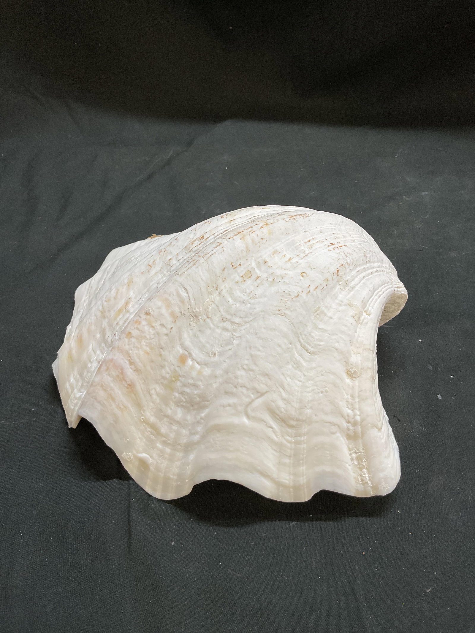Large White Clam Shell - 2