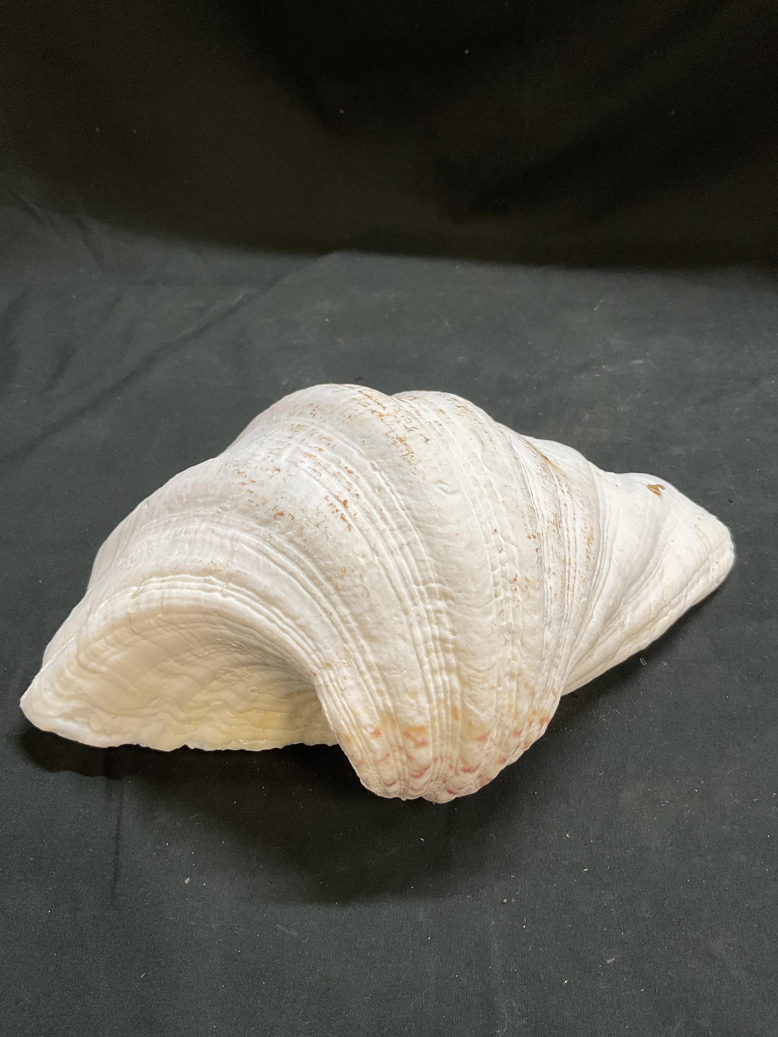 Large White Clam Shell - 3