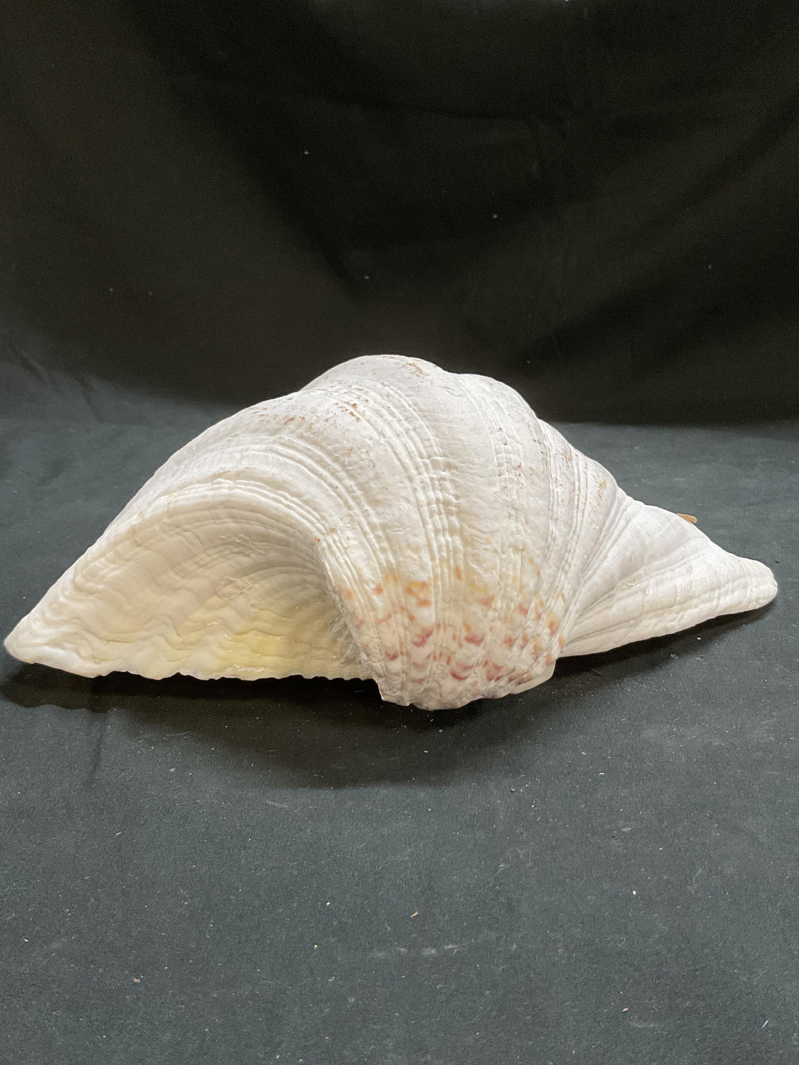 Large White Clam Shell - 4
