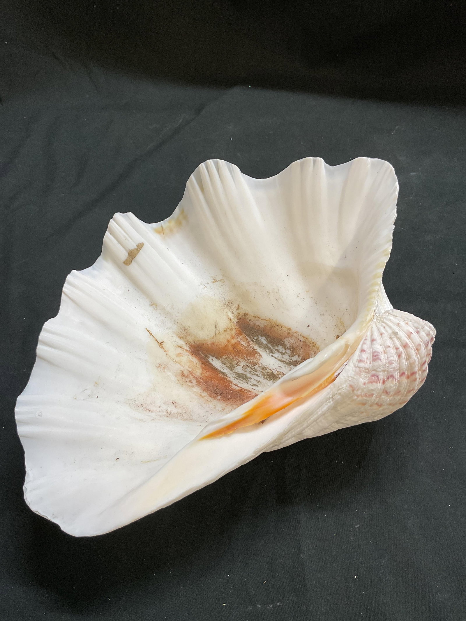 Large White Clam Shell - 5