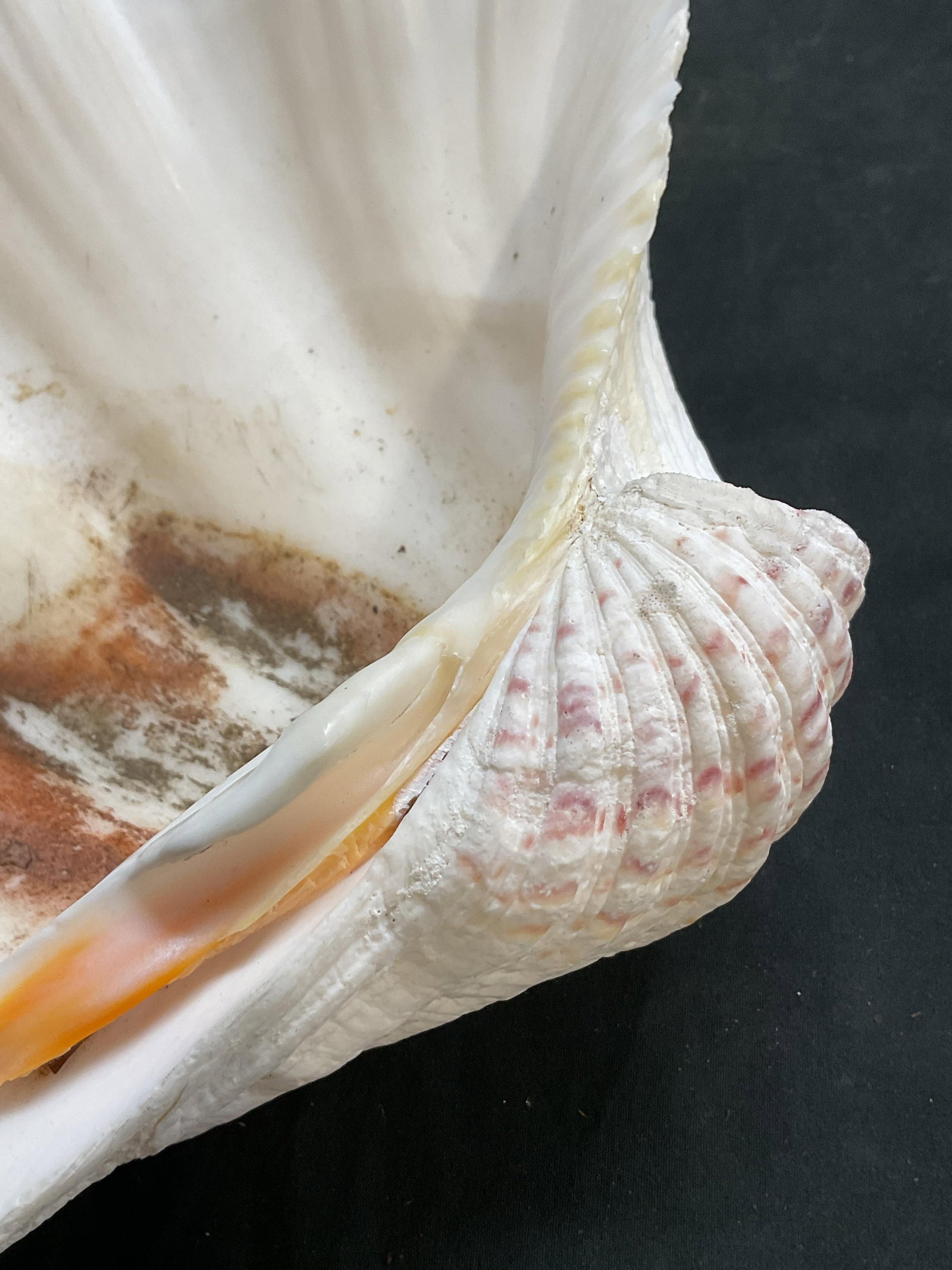 Large White Clam Shell - 6