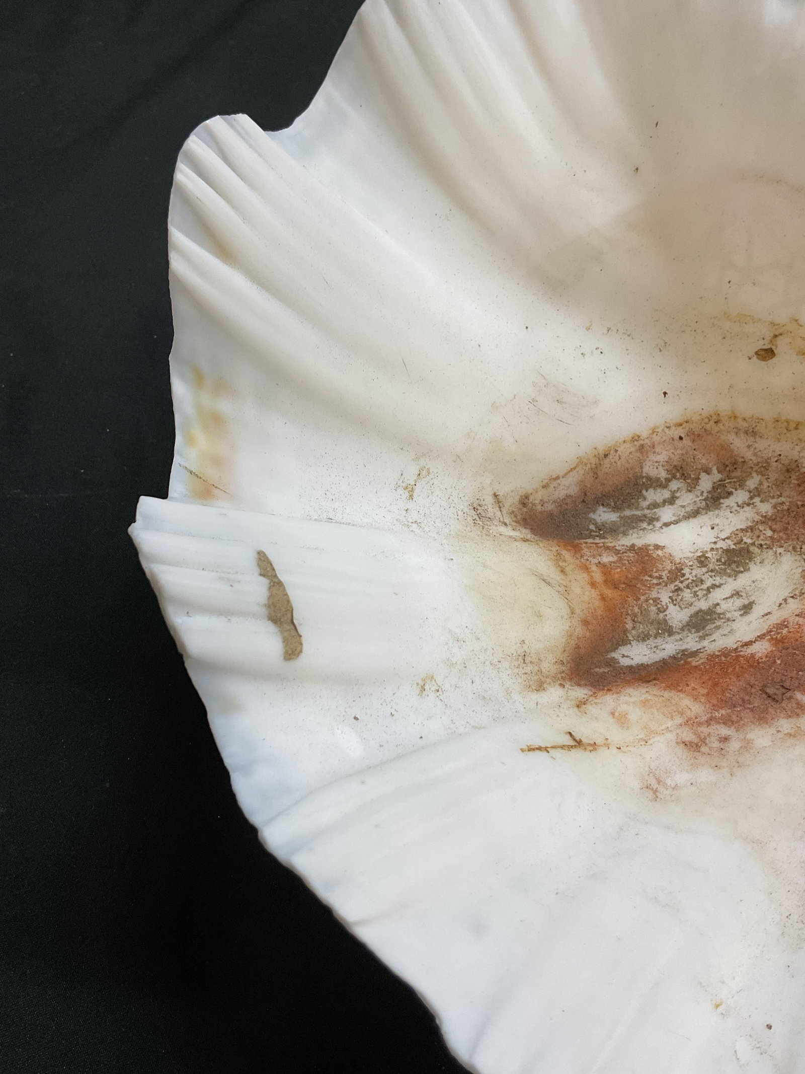 Large White Clam Shell - 7