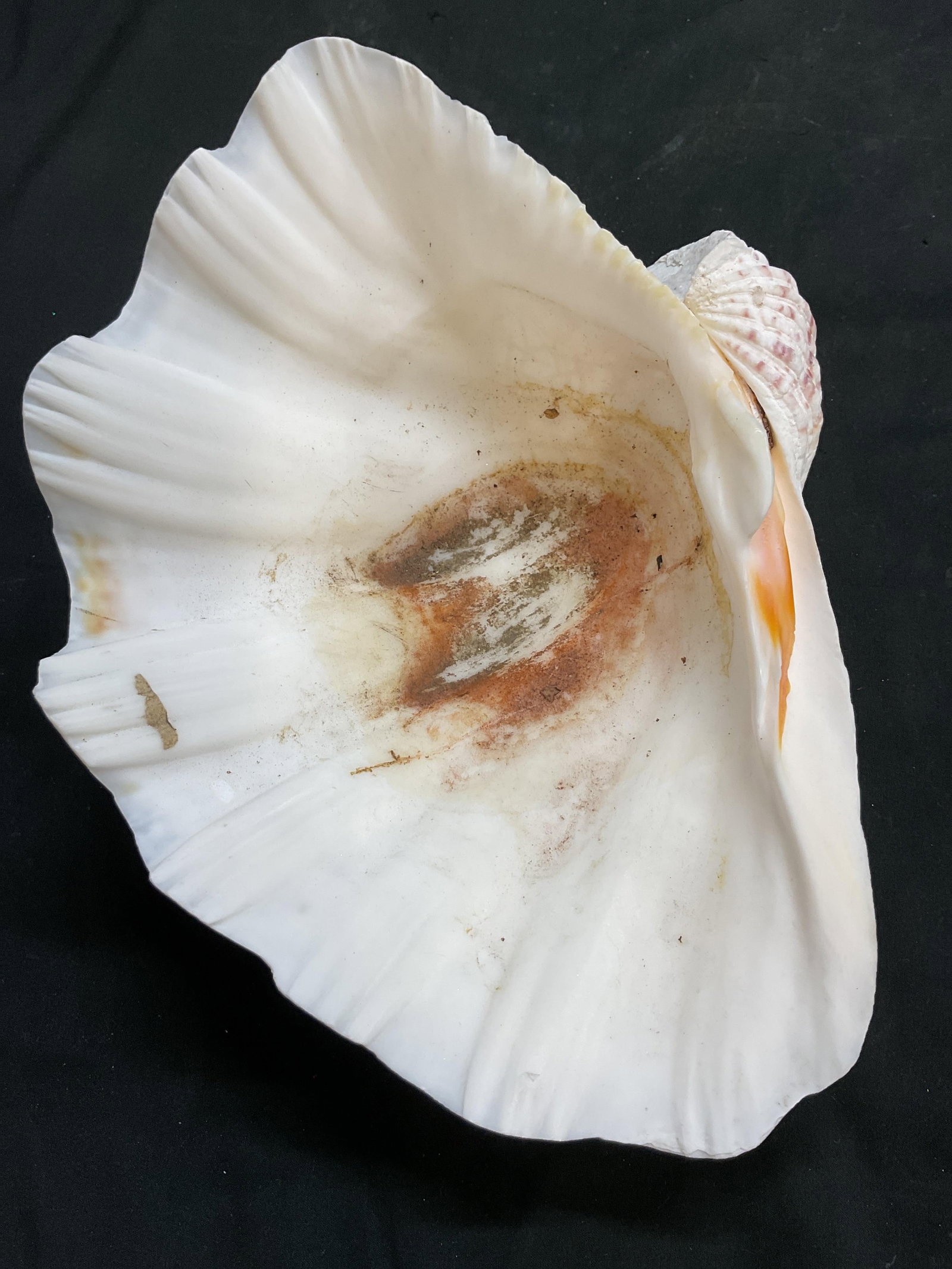 Large White Clam Shell - 8