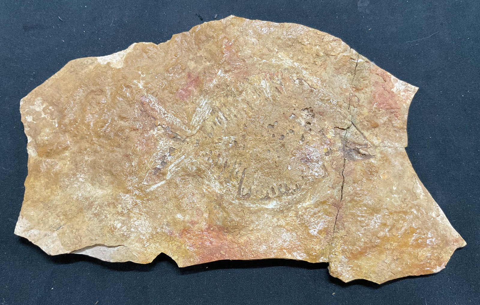 Fossilized Fish Specimen W Box: Fossilized fish specimen. Represents the outline of a fish. Faint details. Brownish and white color. Comes in storage box. Measures approx 4.5 x 7 inches. Surface wear consistent with exposure.