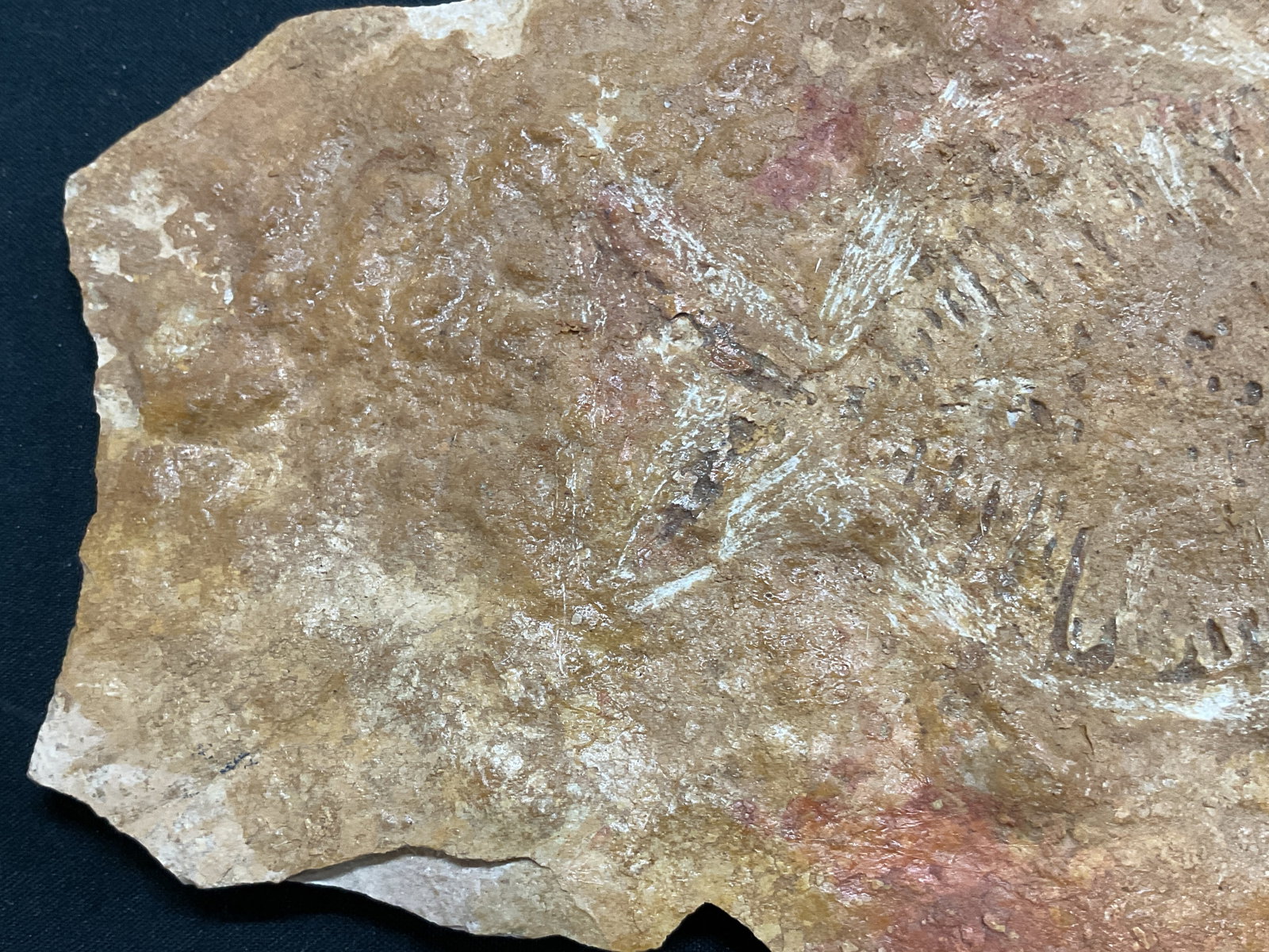 Fossilized Fish Specimen W Box - 2