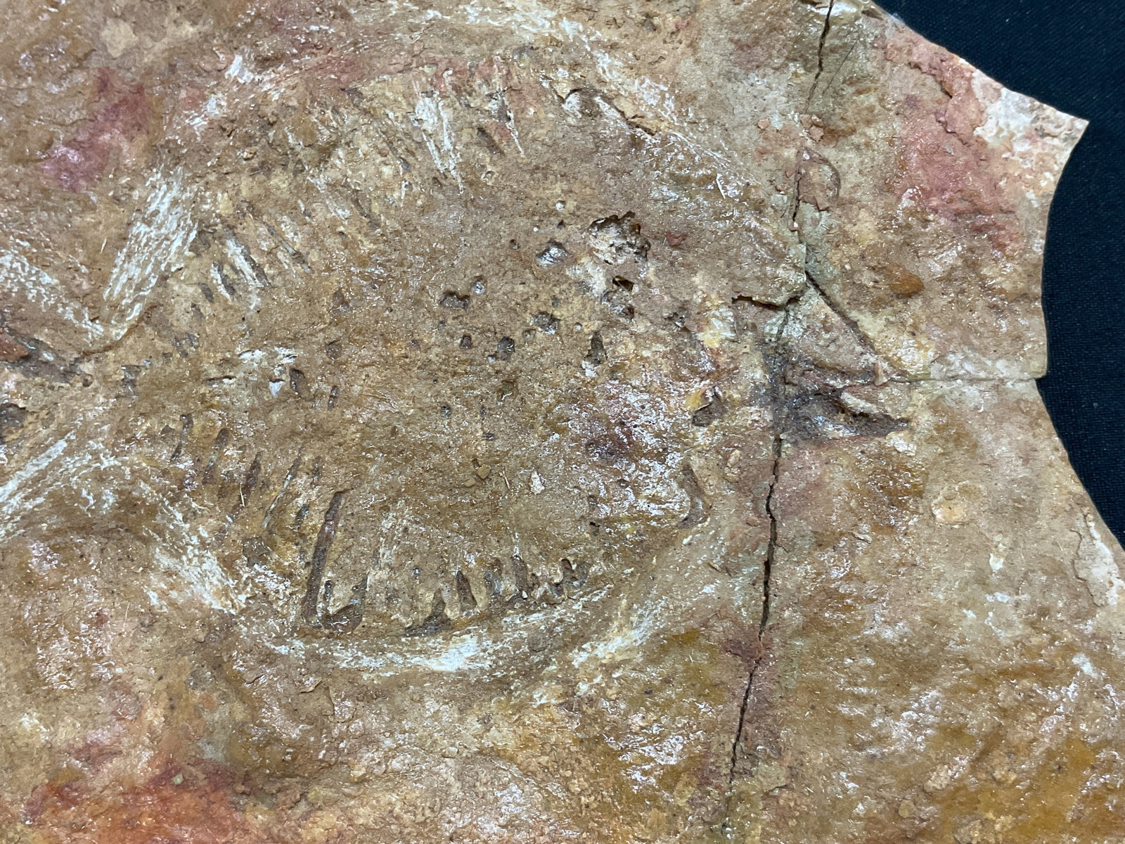 Fossilized Fish Specimen W Box - 3