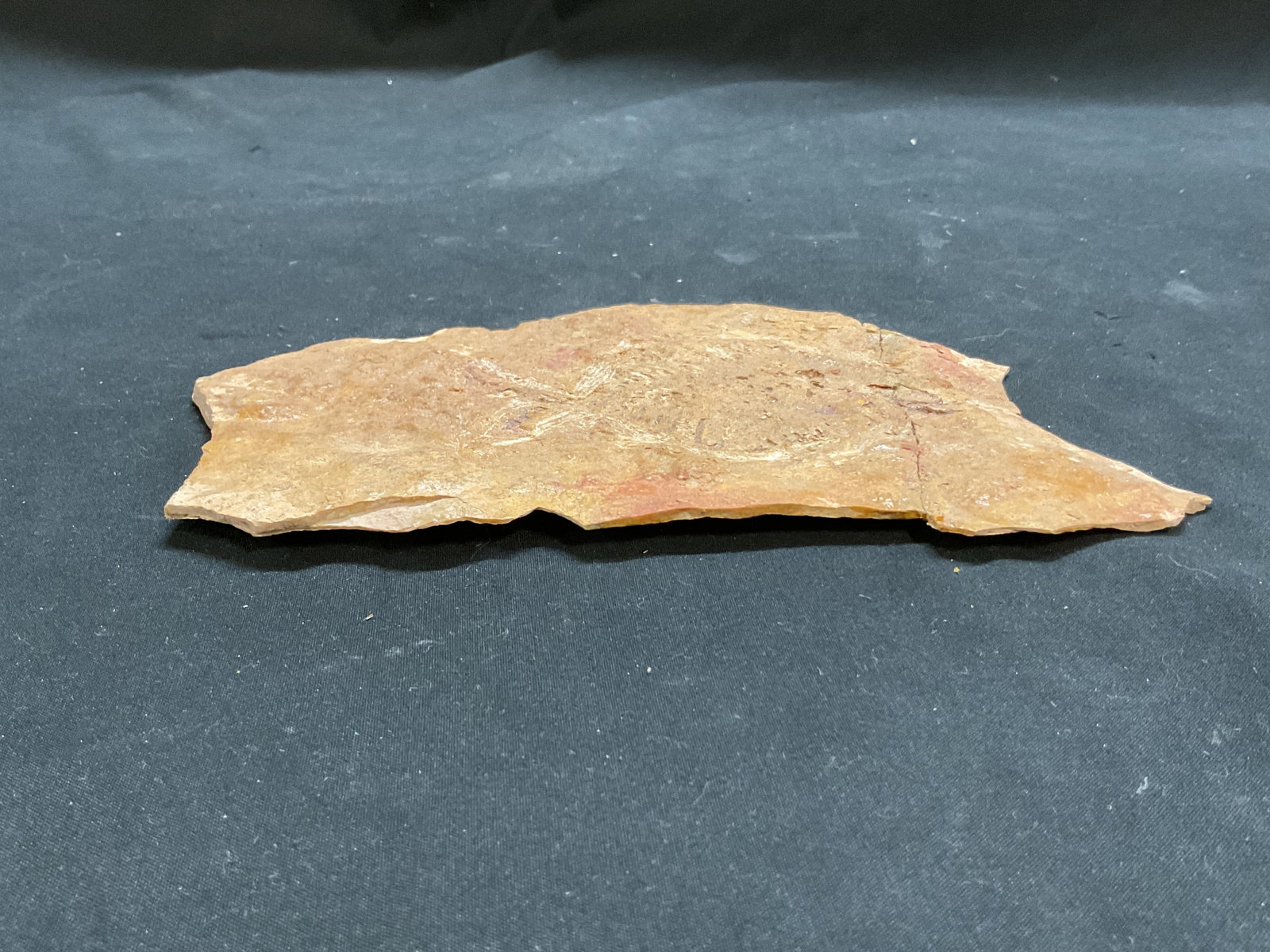 Fossilized Fish Specimen W Box - 4
