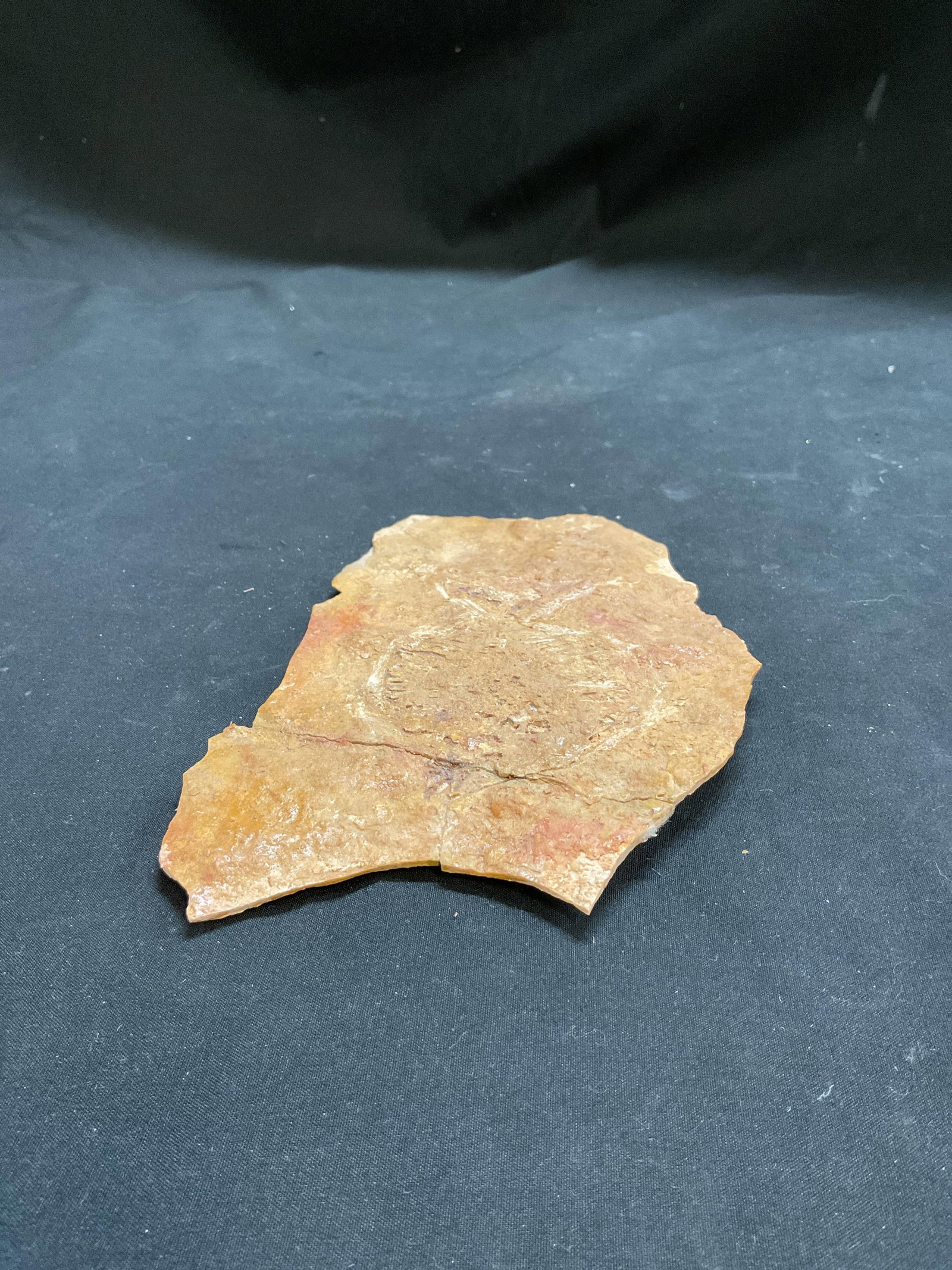 Fossilized Fish Specimen W Box - 5