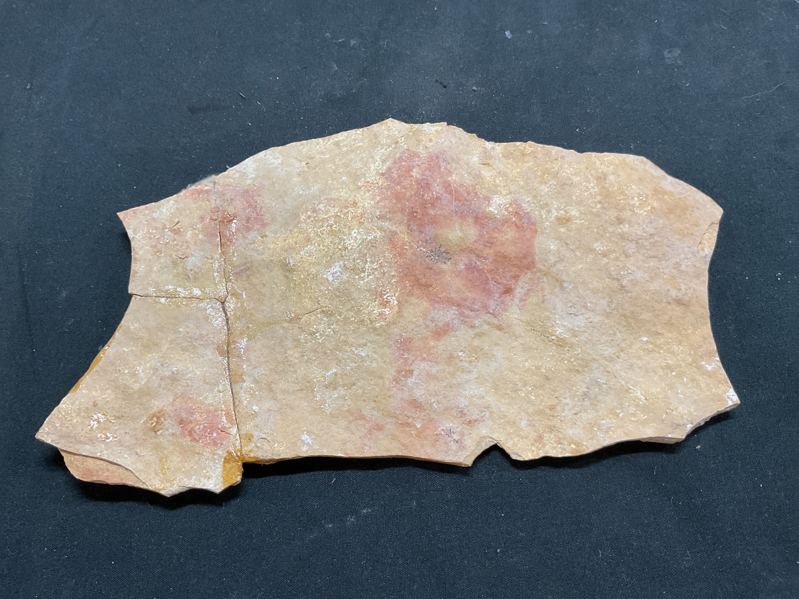 Fossilized Fish Specimen W Box - 6