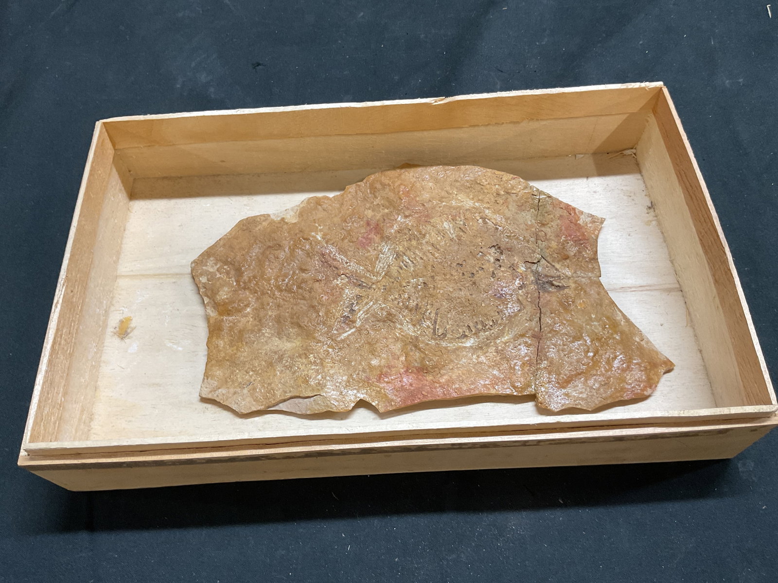 Fossilized Fish Specimen W Box - 7