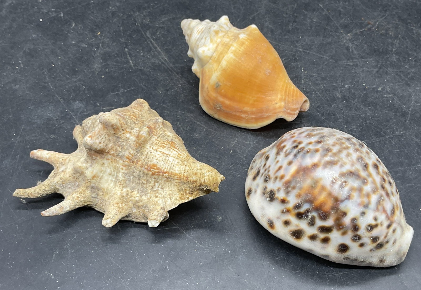 Lot 3 Natural Seashell Specimens (1 of 7)