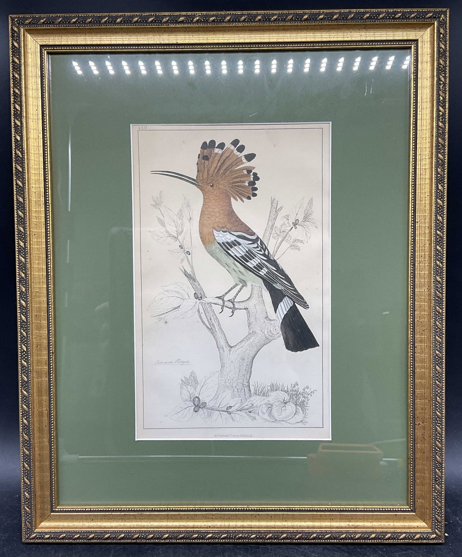 Antique Hoopoe Bird Color Engraving (1 of 6)