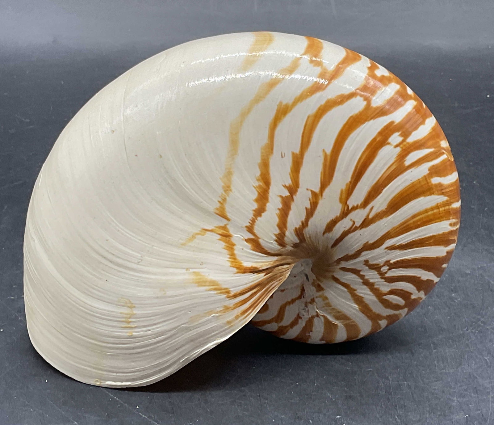 Nautilus Tiger Striped Shell Specimen: Natural nautilus shell specimen. White with brown tiger striped pattern. Measures approx. 5.5 x 4.5 x 2.75 inches. Some wear consistent with exposure. Nautilus shell, shell specimen, collectibles,