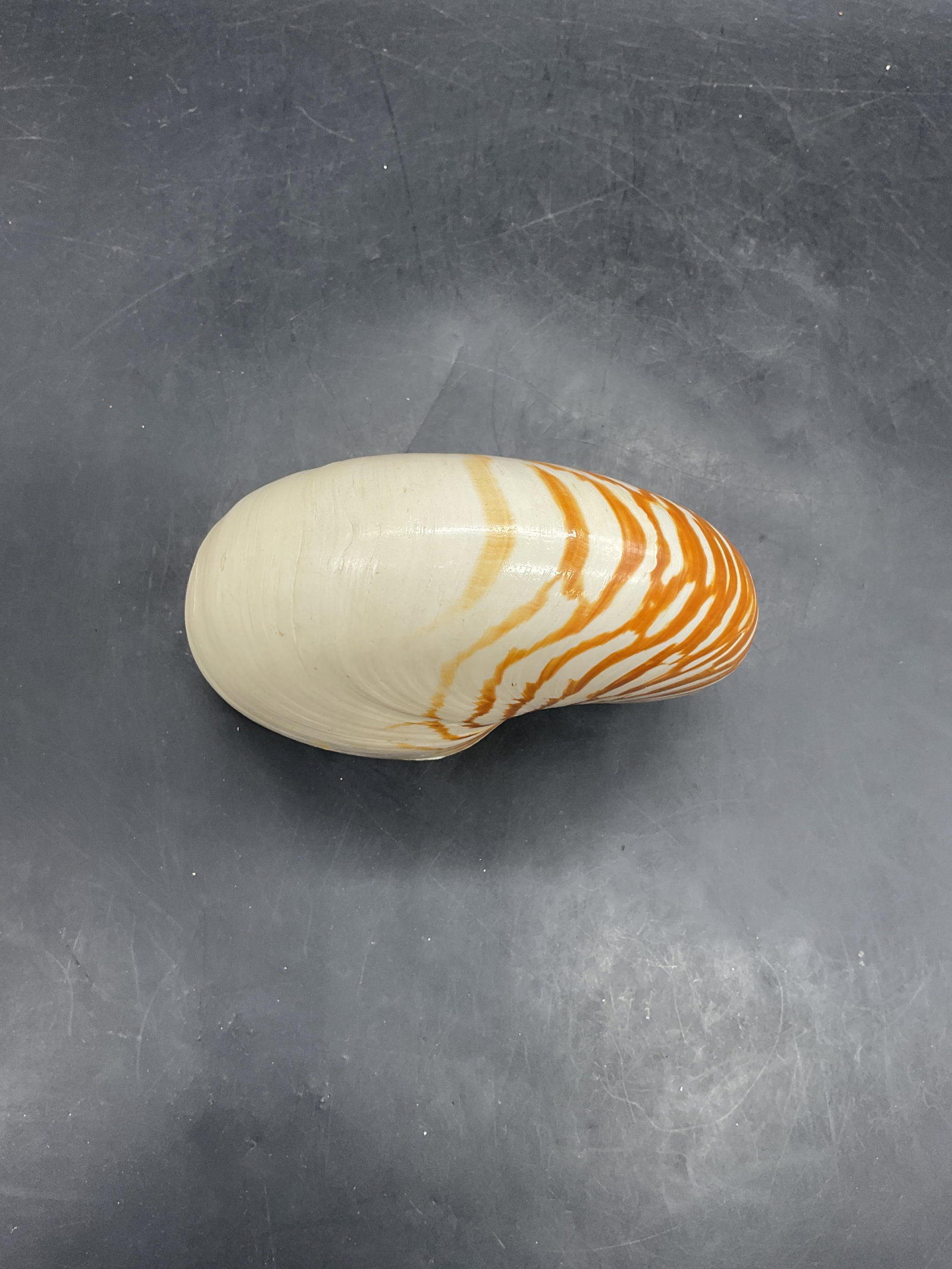 Nautilus Tiger Striped Shell Specimen - 2