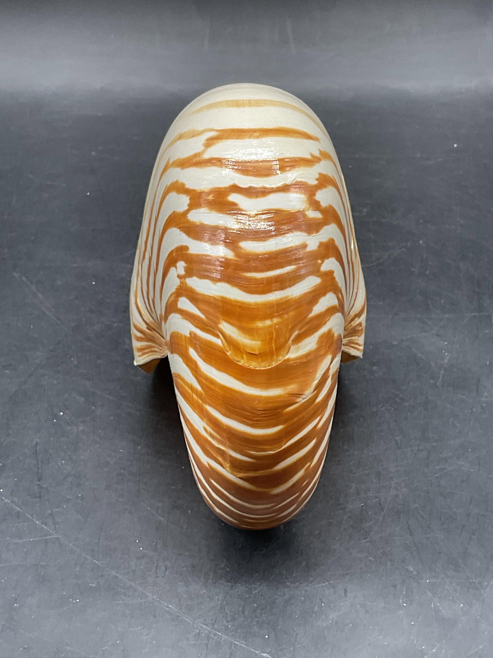 Nautilus Tiger Striped Shell Specimen - 3
