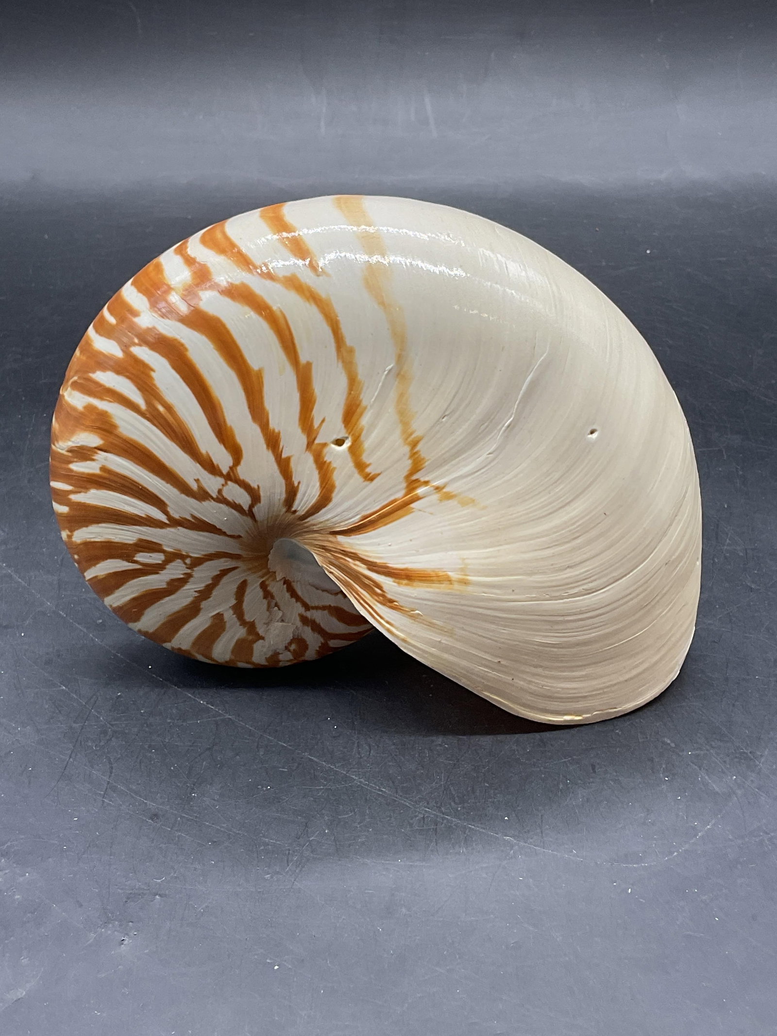 Nautilus Tiger Striped Shell Specimen - 4
