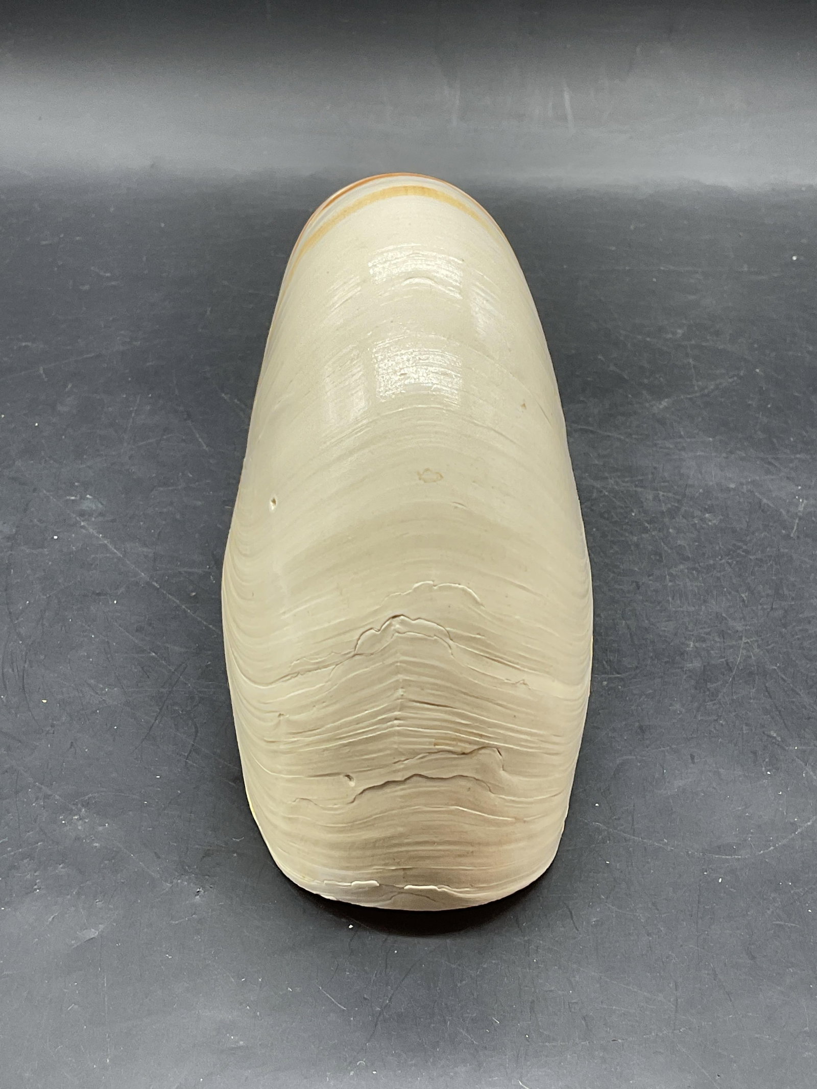 Nautilus Tiger Striped Shell Specimen - 5