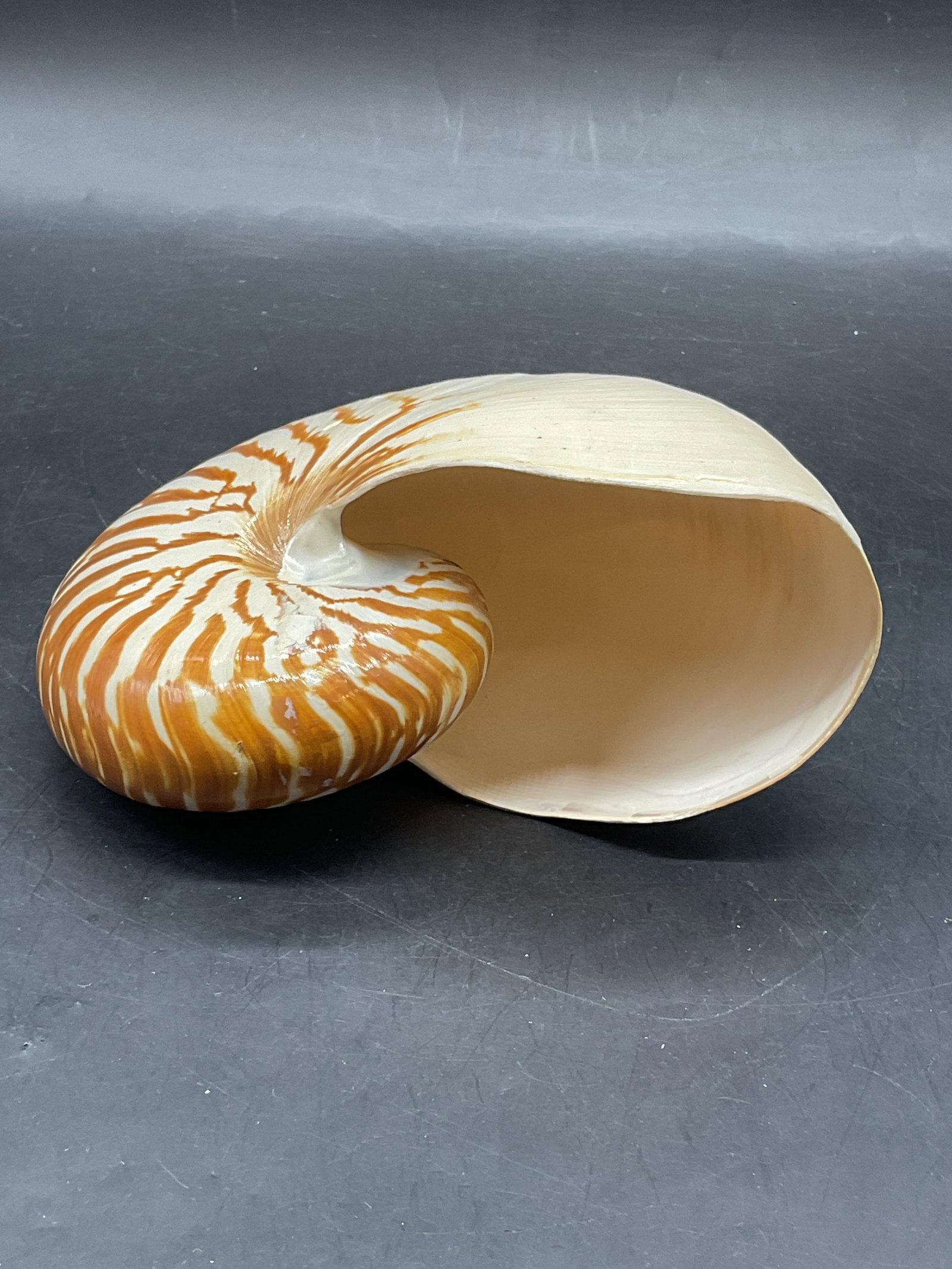 Nautilus Tiger Striped Shell Specimen - 6