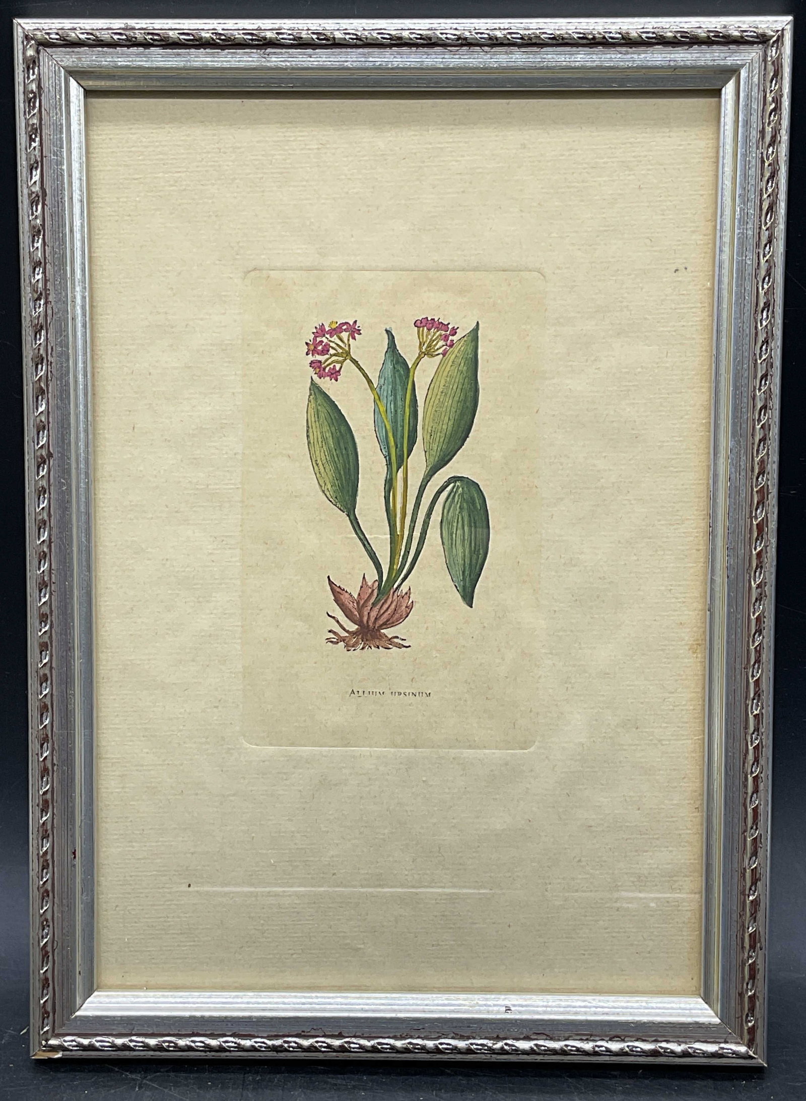 Framed Antique Style Hand Colored Botanical Print (1 of 6)