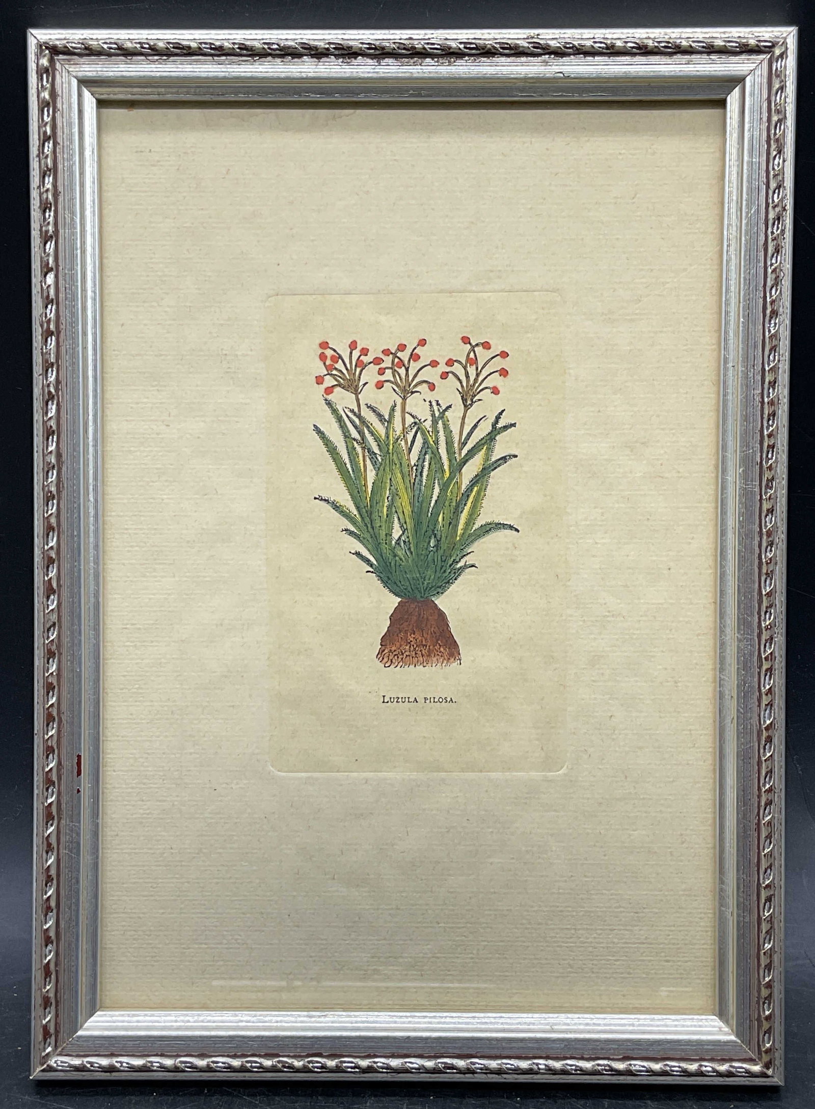Framed Antique Style Hand Colored Botanical Print: Framed antique style hand colored botanical print. Luzula Pilosa. Silver tone wood frame. Not examined out of frame. Frame measures approx. 10.5 x 7.5 inches. Some wear consistent with exposure. Art,