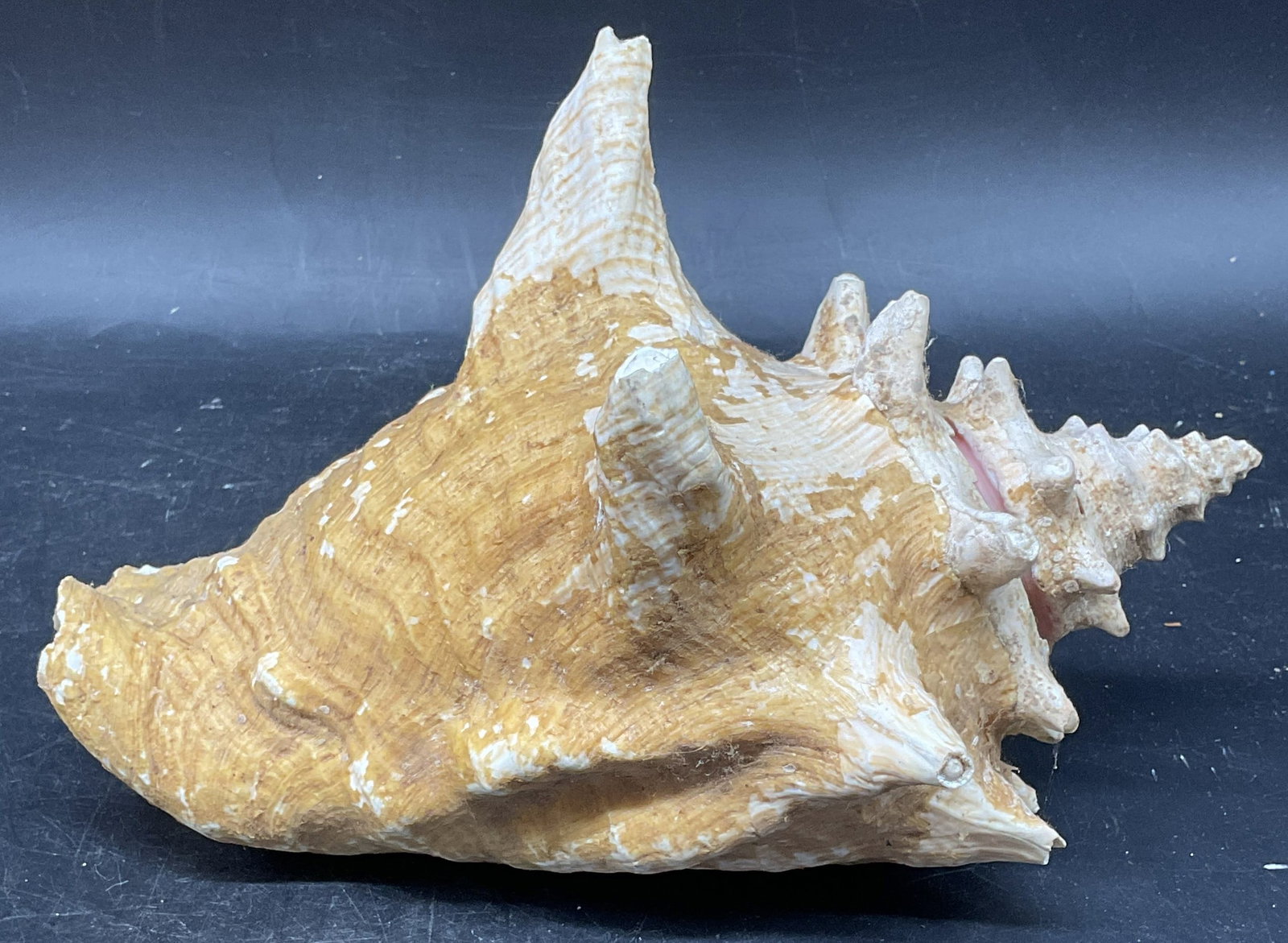 Natural Queen Conch Shell Specimen 8 Inches (1 of 6)