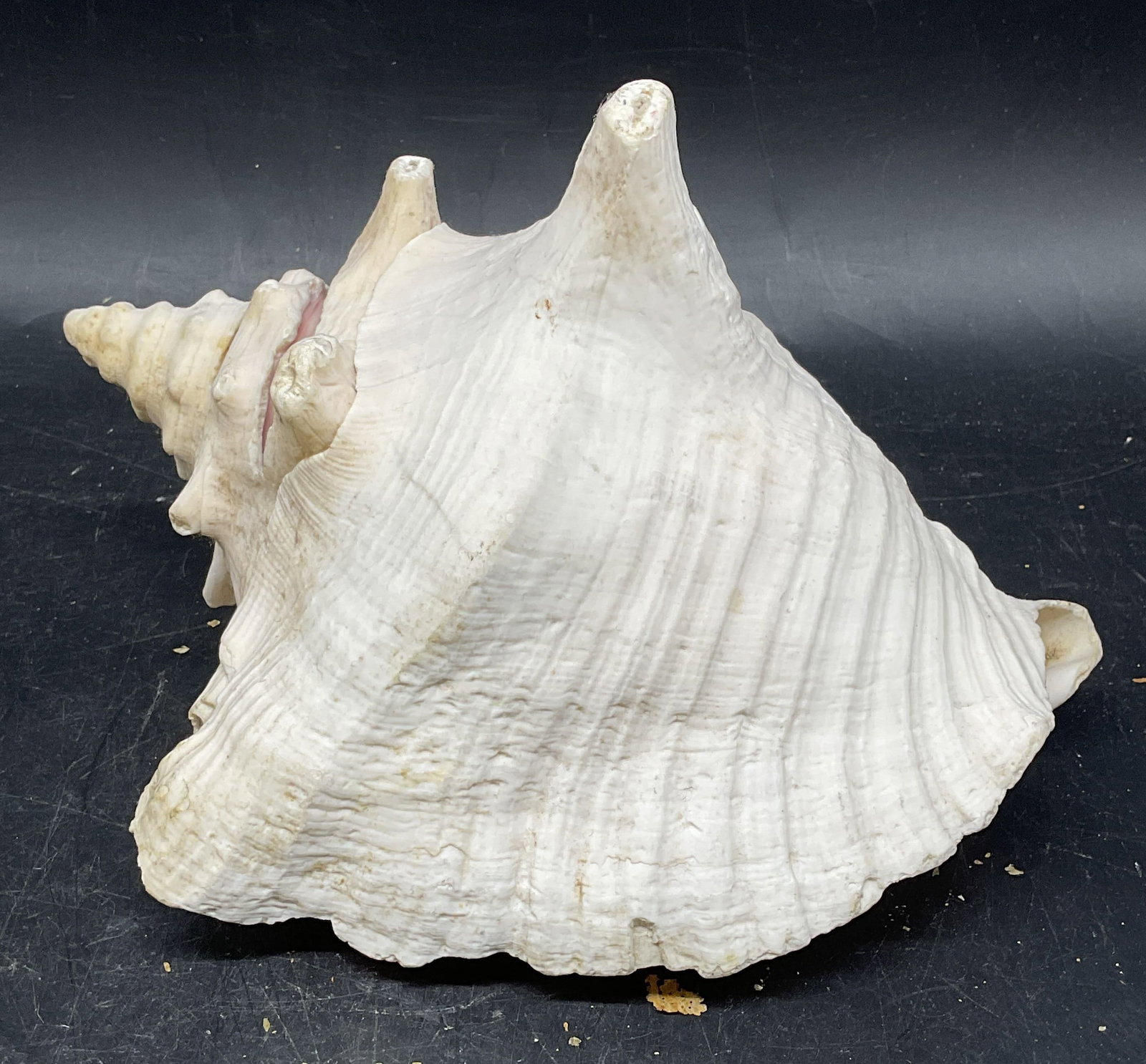 Natural Queen Conch Shell Specimen 8 Inches (1 of 6)
