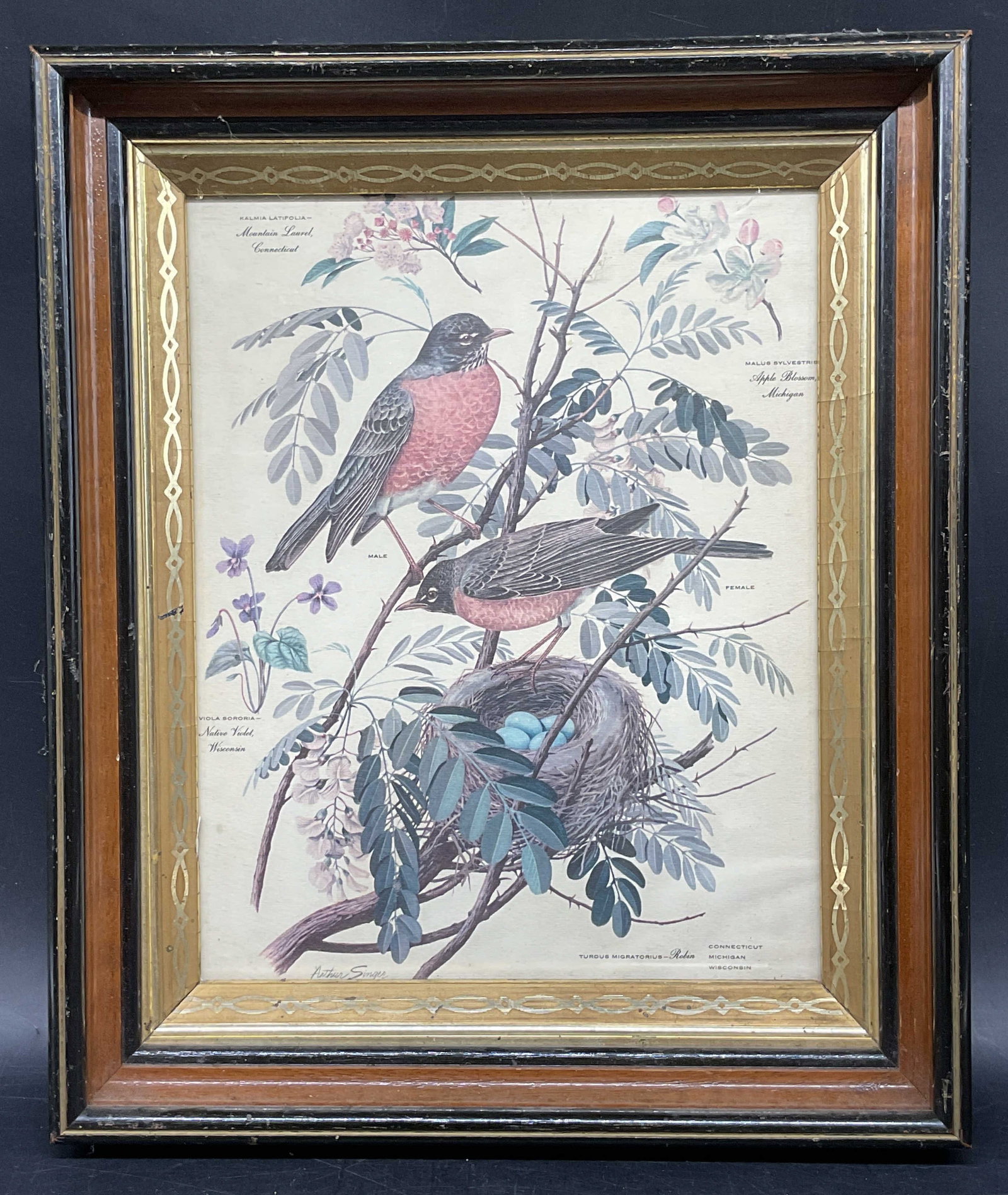 Framed Singer American Robins Lithograph (1 of 6)