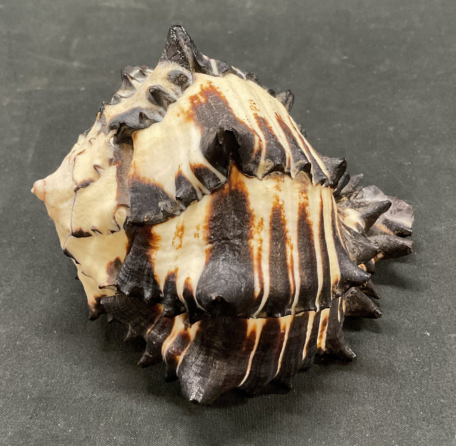 Striped Black Murex Seashell (1 of 6)