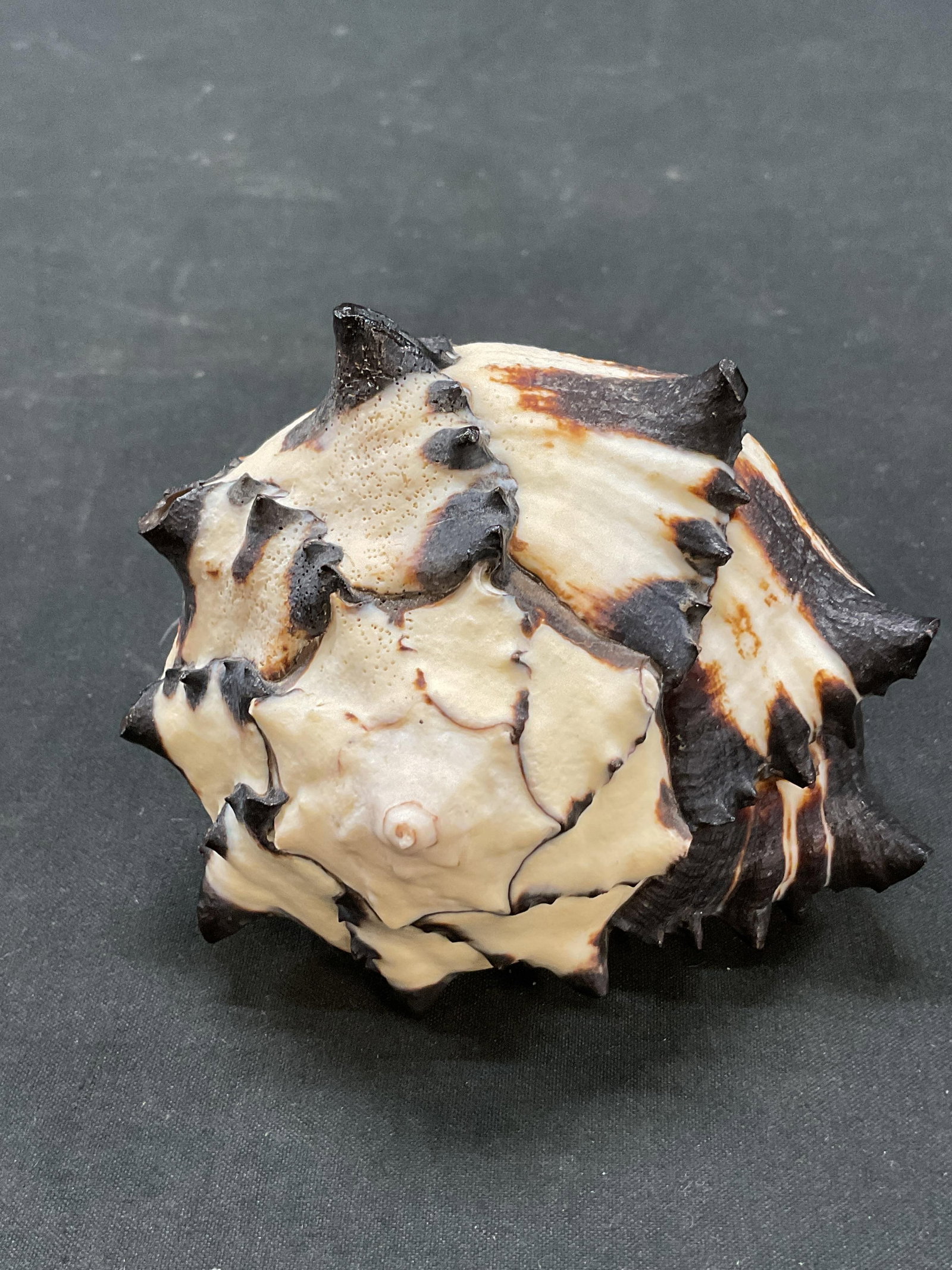 Striped Black Murex Seashell - 2