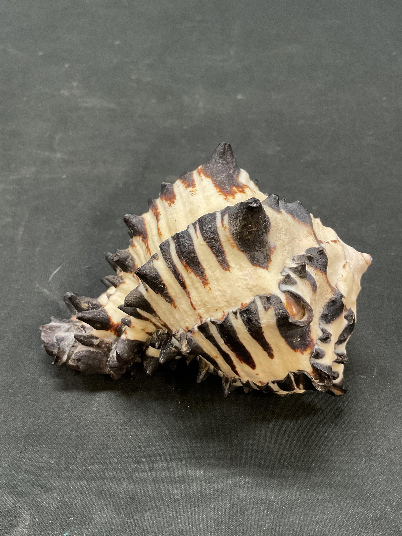Striped Black Murex Seashell - 3