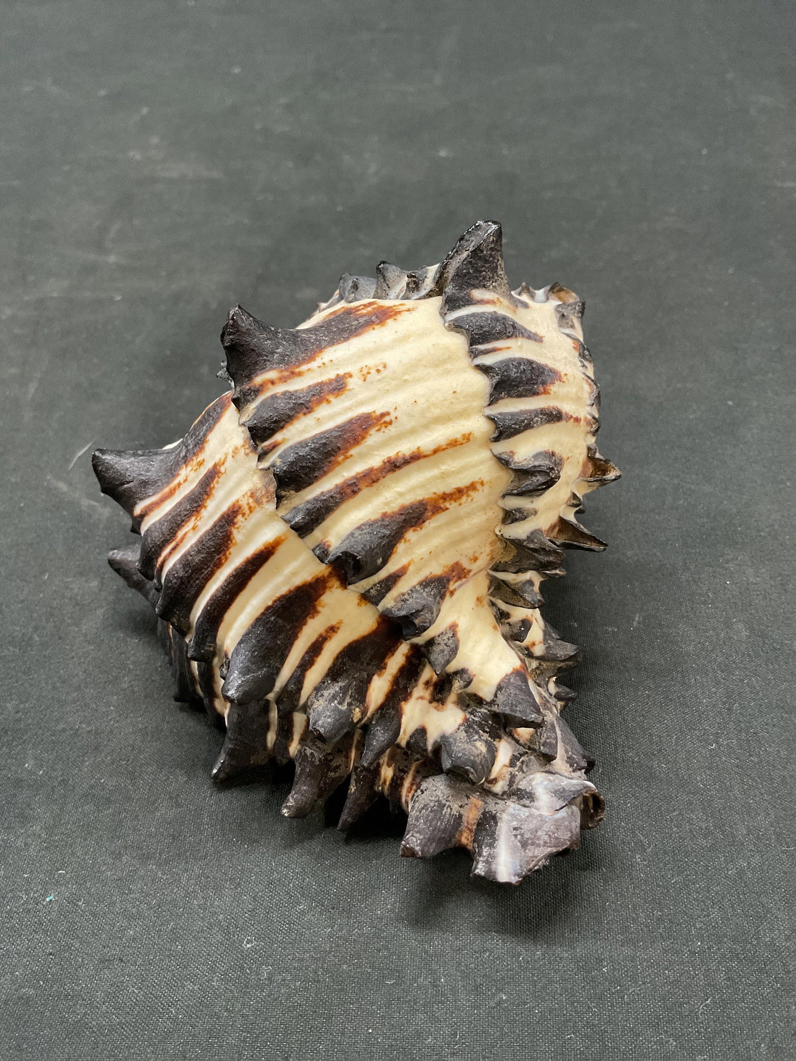 Striped Black Murex Seashell - 4