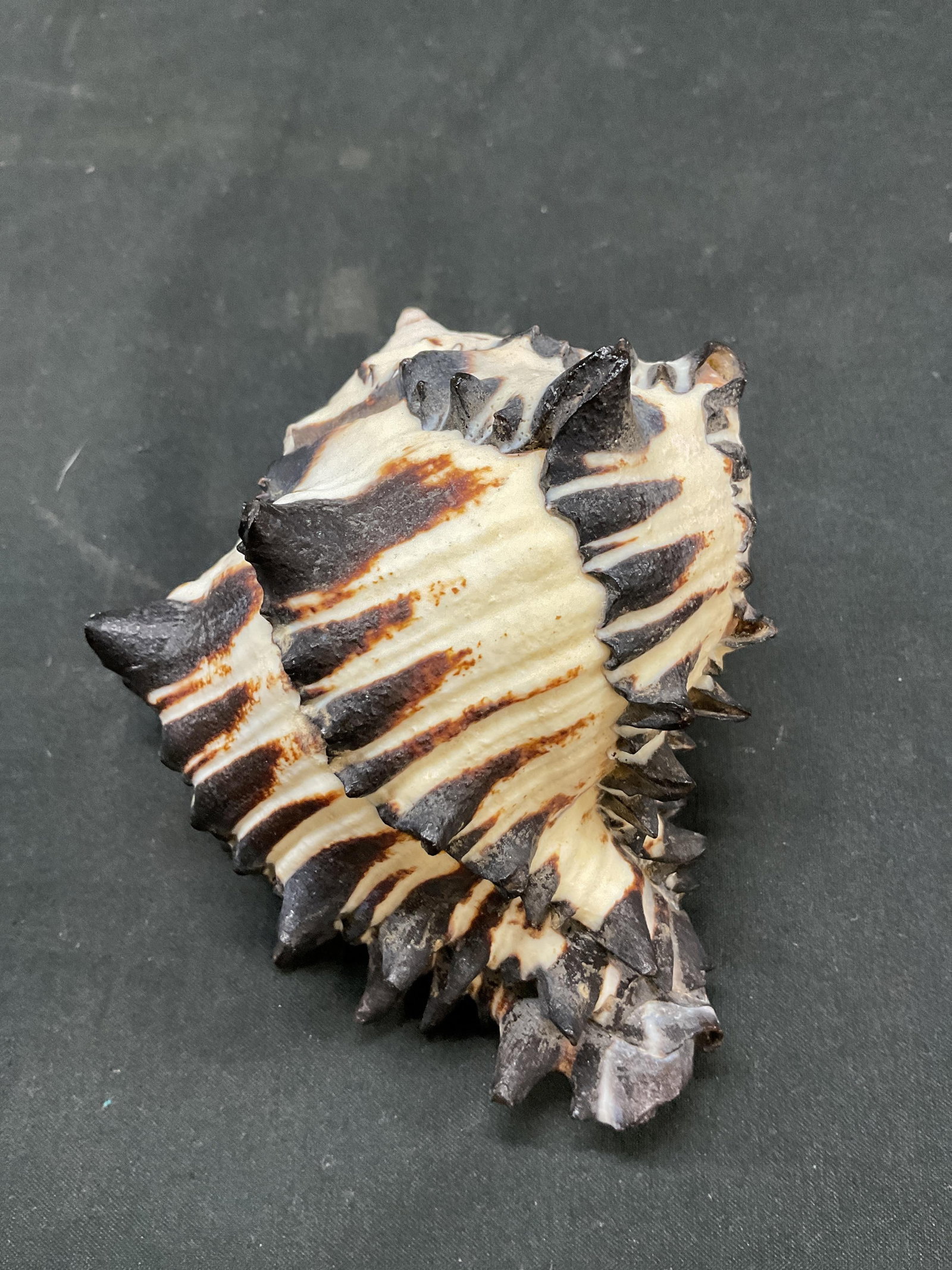 Striped Black Murex Seashell - 5