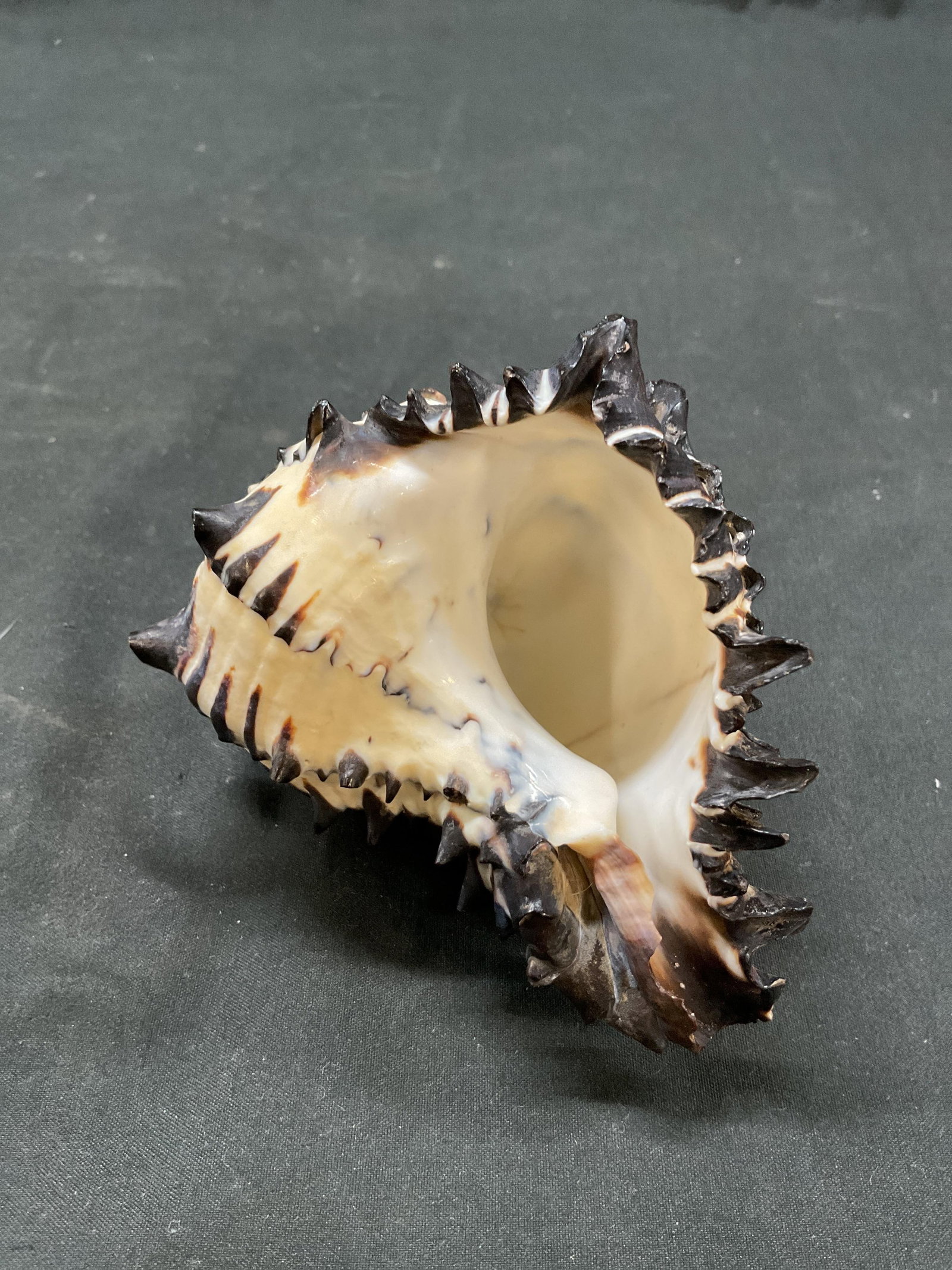 Striped Black Murex Seashell - 6