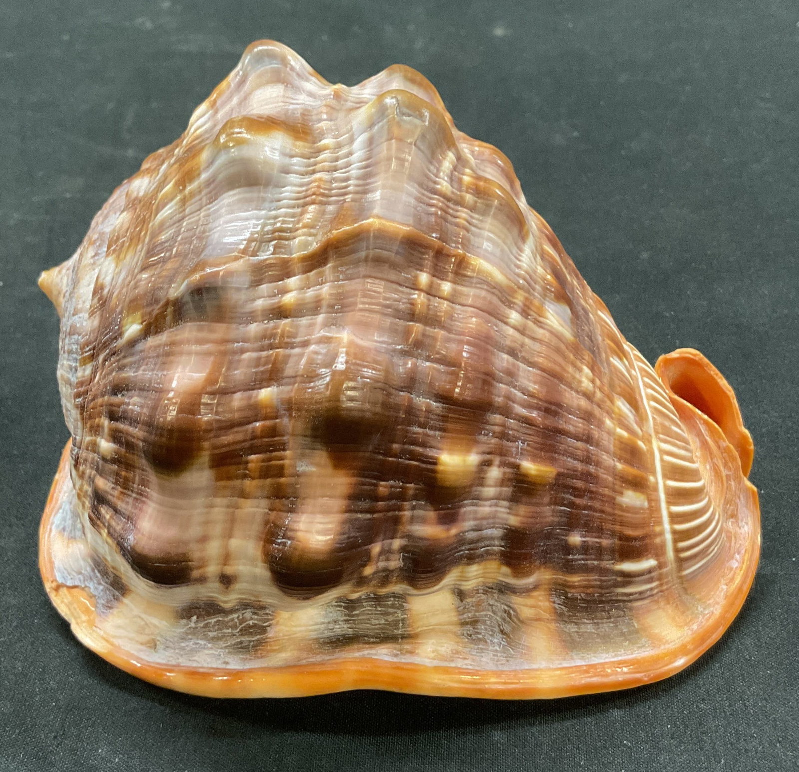 Bull Mouth Helmet Seashell (1 of 6)